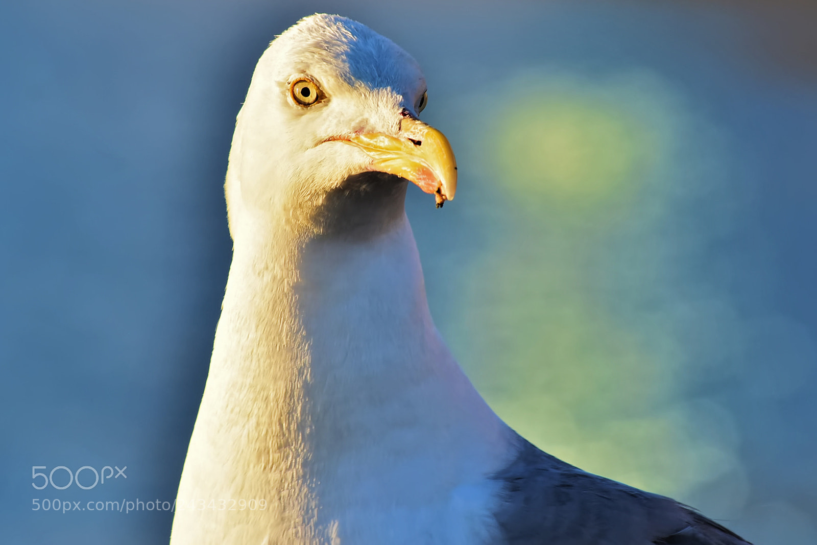 Nikon D3400 sample photo. Just a gull photography