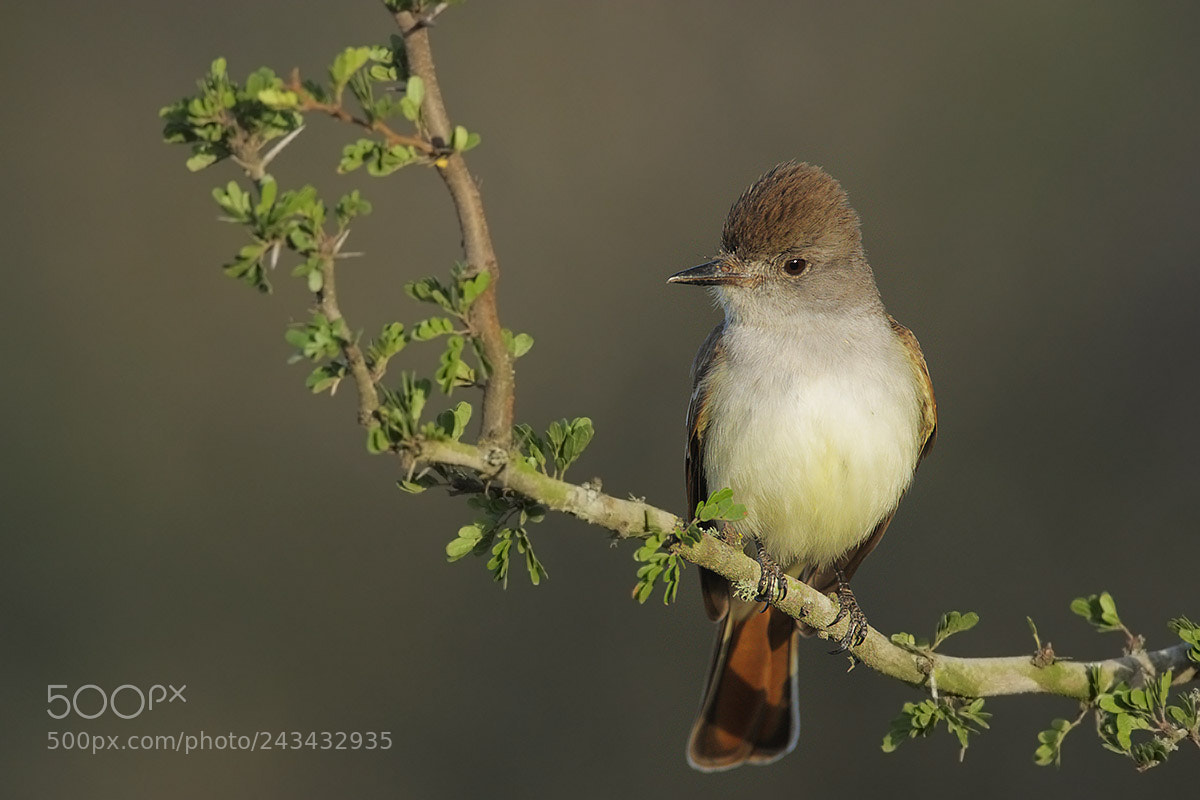 Canon EOS 40D sample photo. Brown-crested flycatcher photography