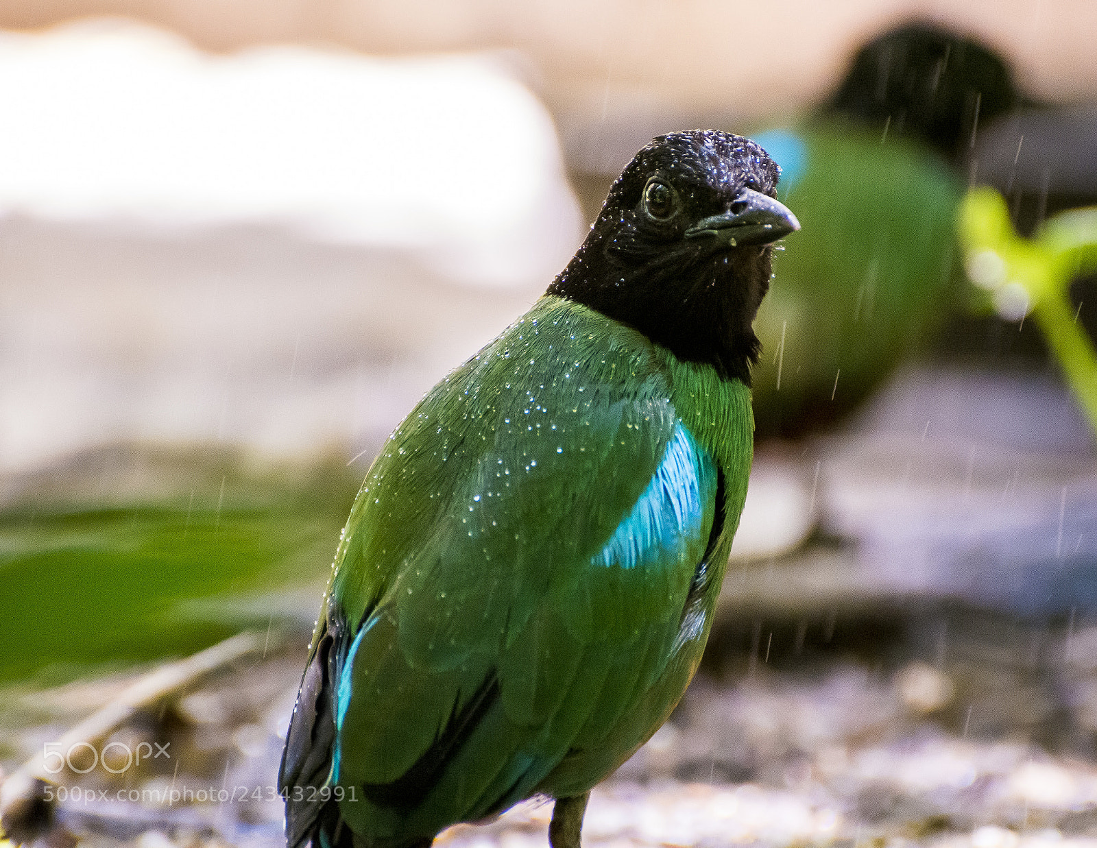 Nikon D7100 sample photo. Green and black bird photography