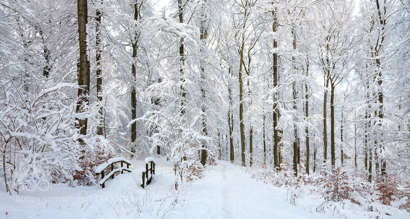 Fujifilm GFX 50S sample photo. Winter in the habichtswald photography