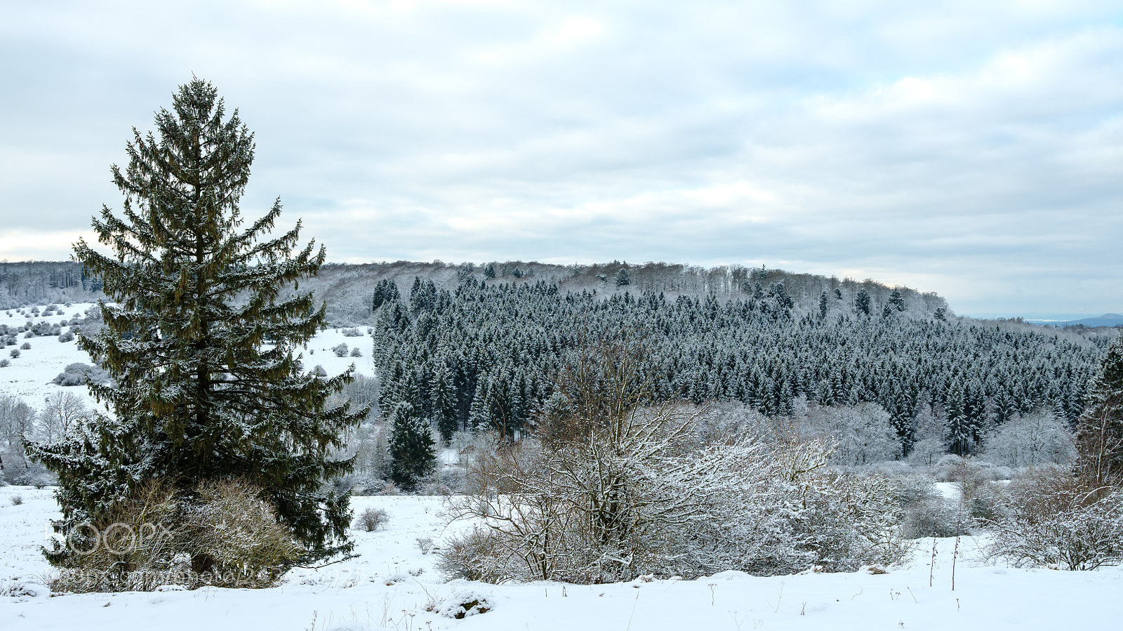 Fujifilm GFX 50S sample photo. Winter in the habichtswald photography