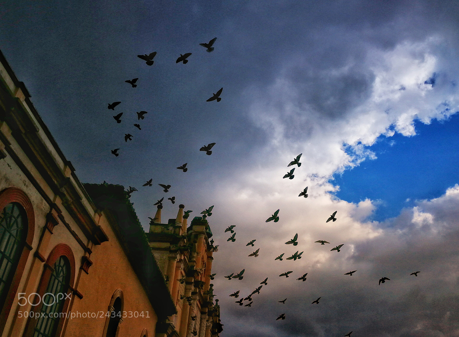 HUAWEI Mate 9 sample photo. Vuelo de palomas photography