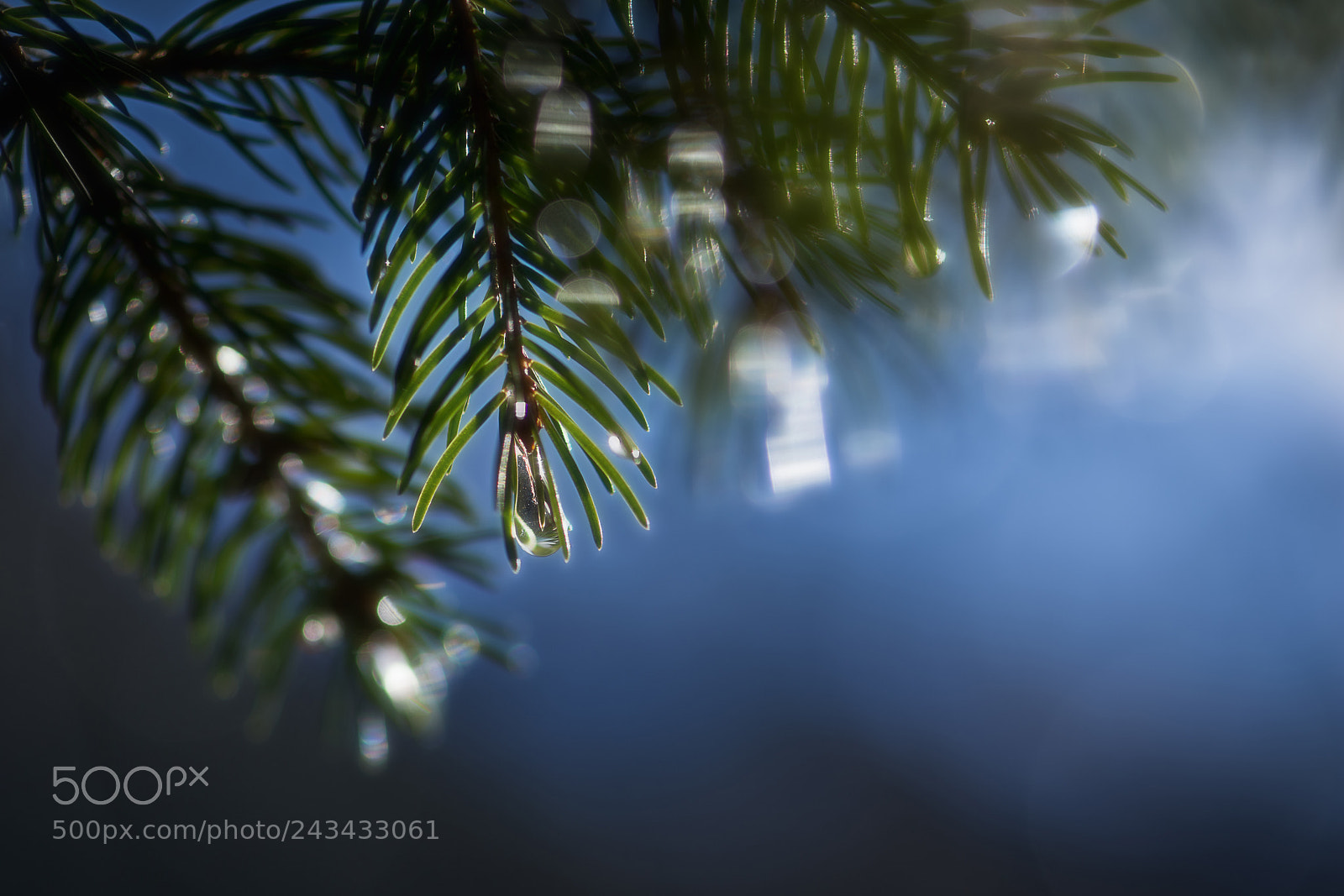 Nikon D7200 sample photo. Last drop photography