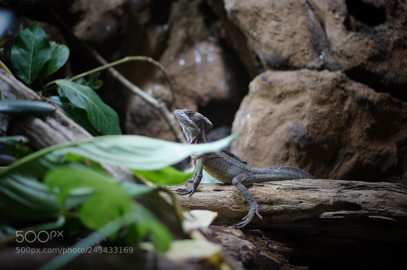 Sony Alpha NEX-6 sample photo. Basilisk photography