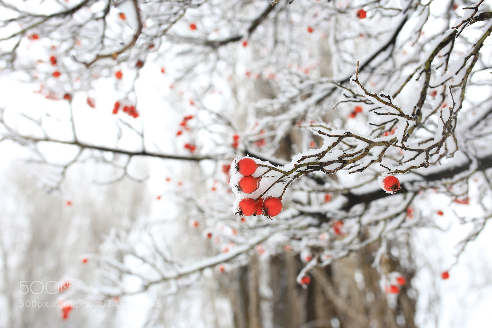Sigma 35mm F1.4 DG HSM Art sample photo. Winter berries photography