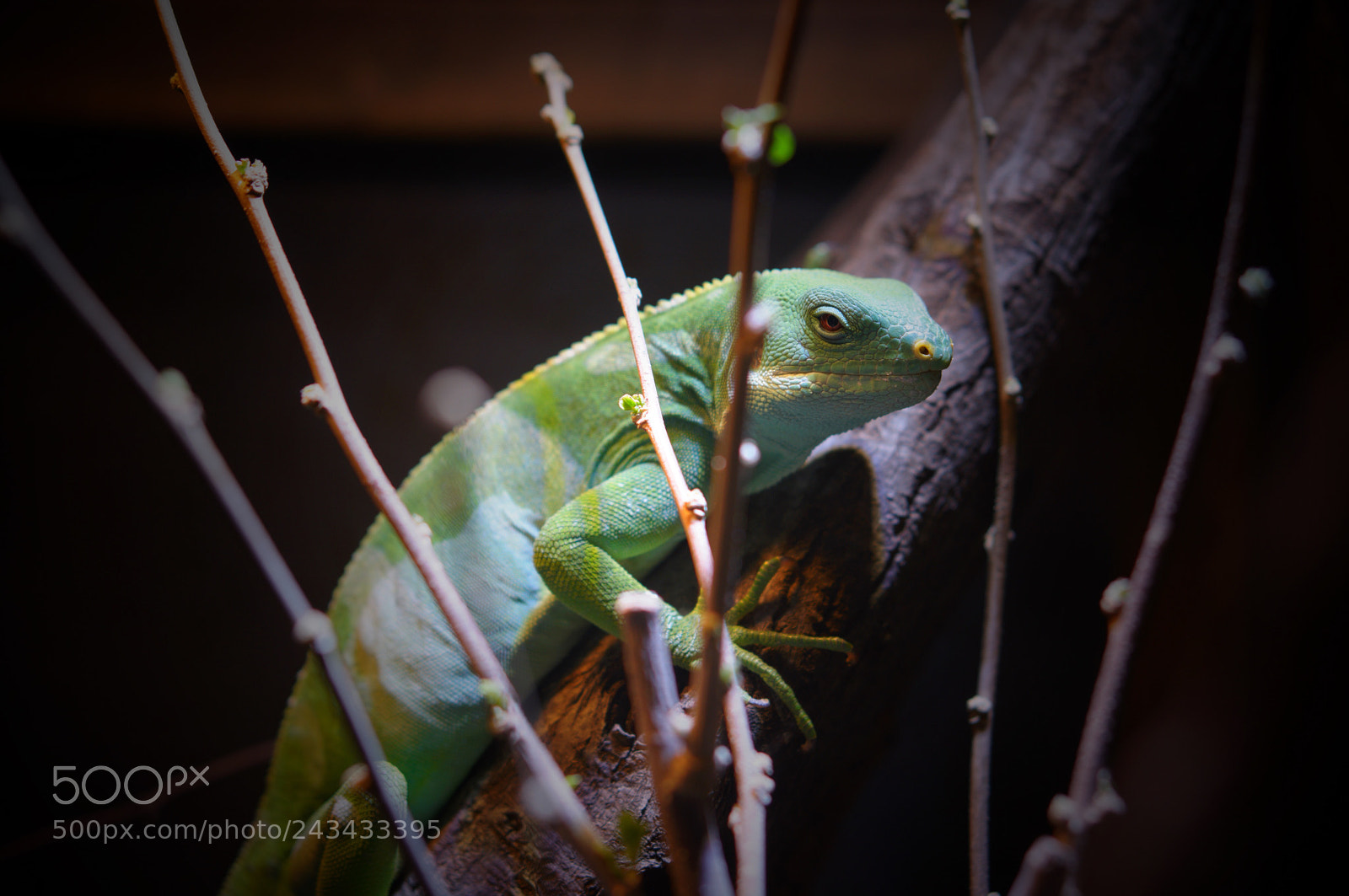 Sony Alpha NEX-6 sample photo. Brachylophus fasciatus photography