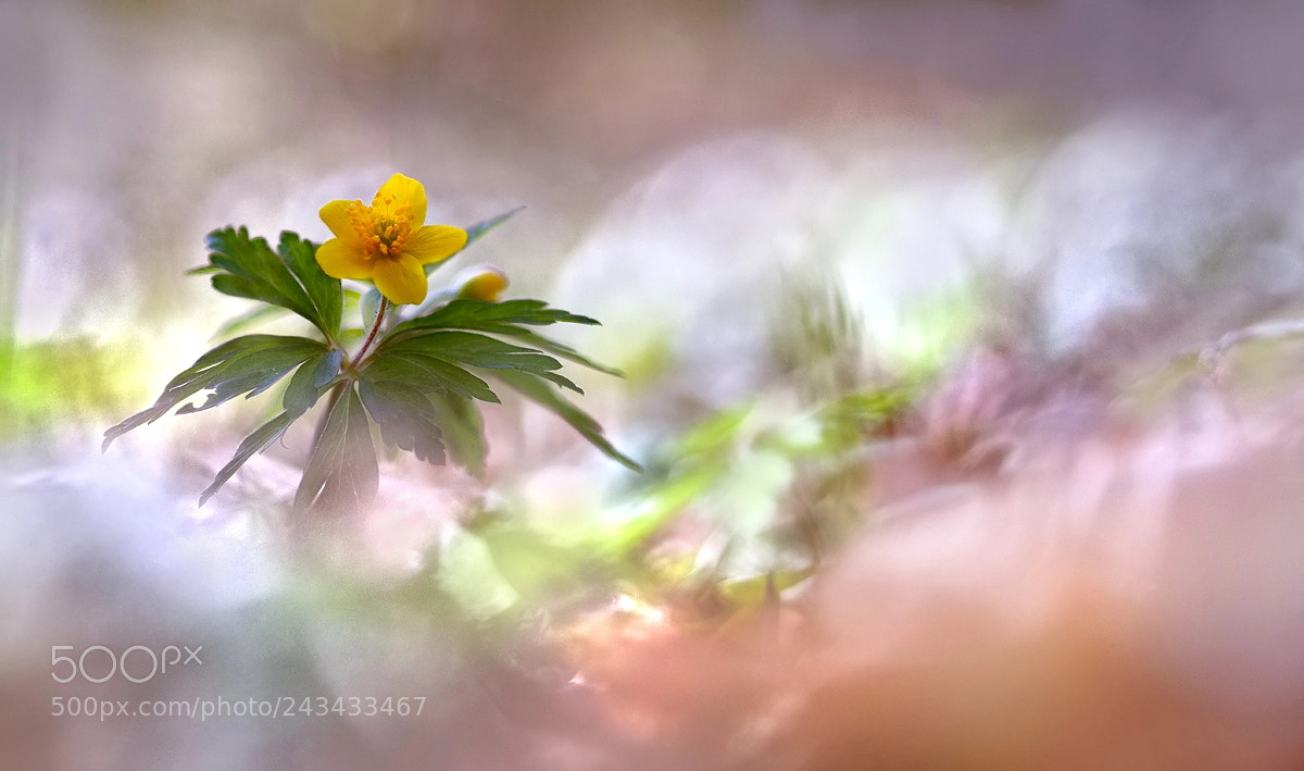 Nikon D7200 sample photo. Springtime photography