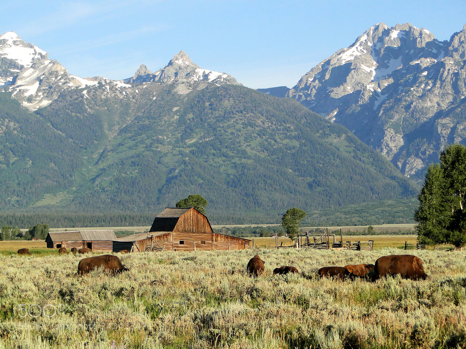 Sony Cyber-shot DSC-HX1 sample photo. Big ranch with buffalos photography