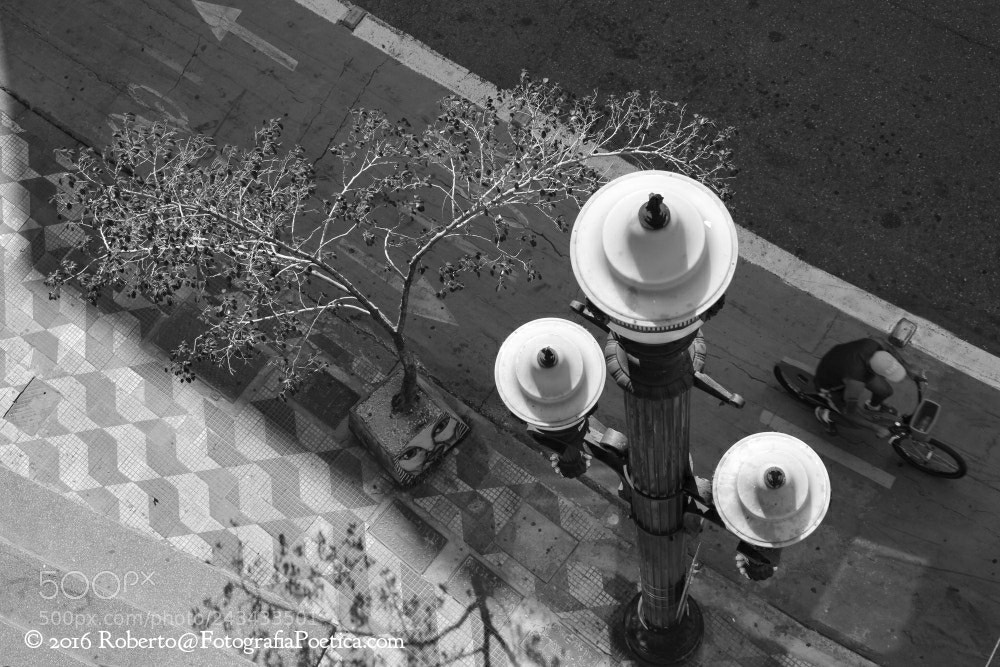Canon EOS 600D (Rebel EOS T3i / EOS Kiss X5) sample photo. S o paulo, 2016 photography