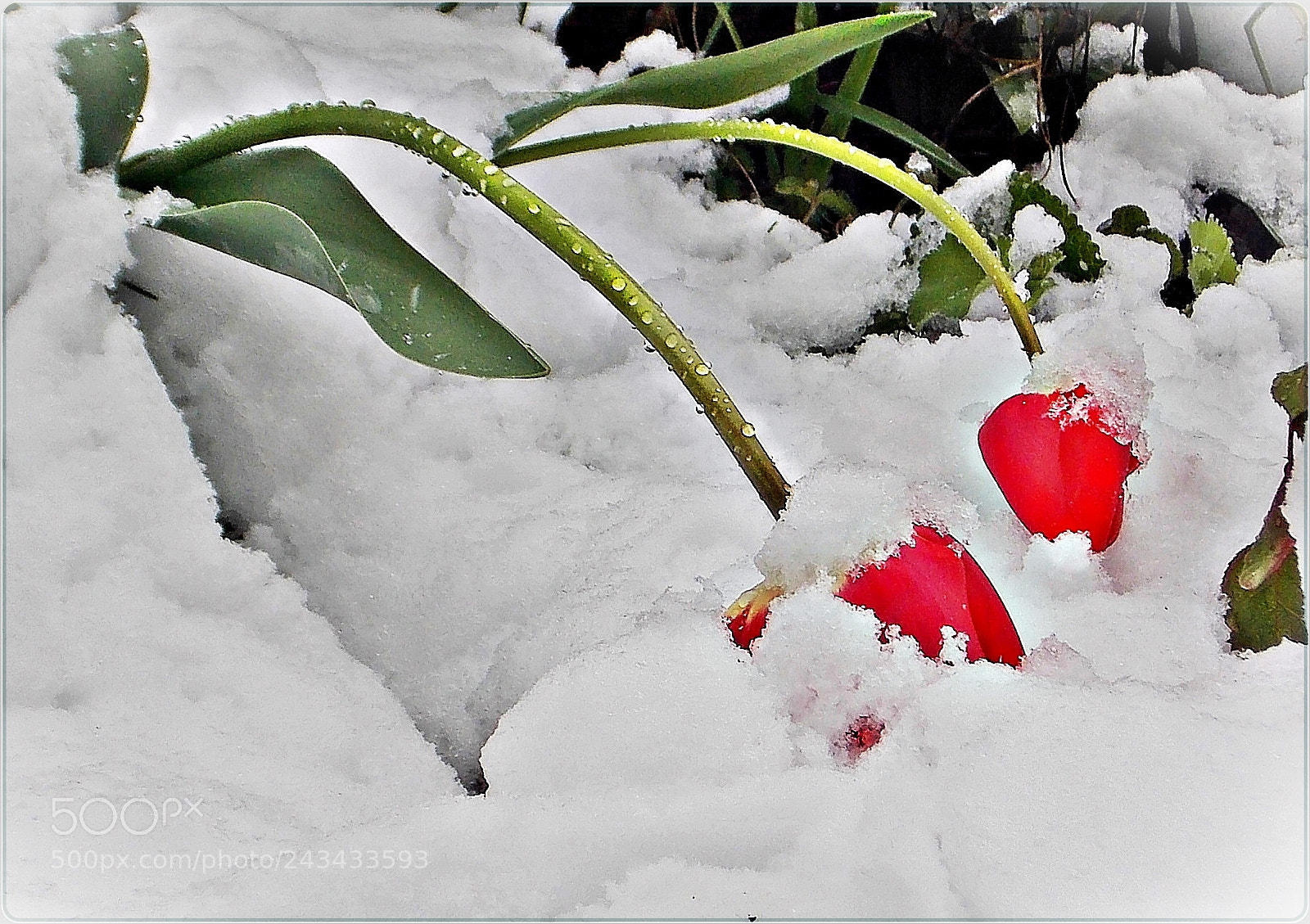 Nikon Coolpix L810 sample photo. Snow in april photography