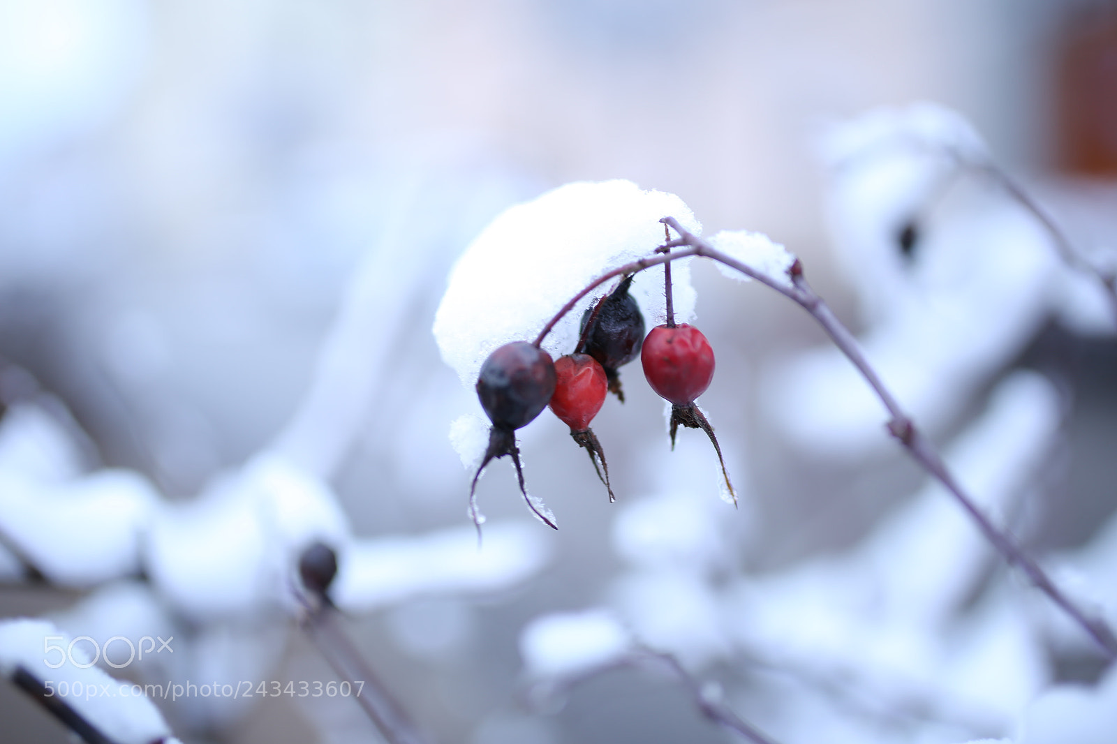 Sigma 35mm F1.4 DG HSM Art sample photo. Frost berries photography