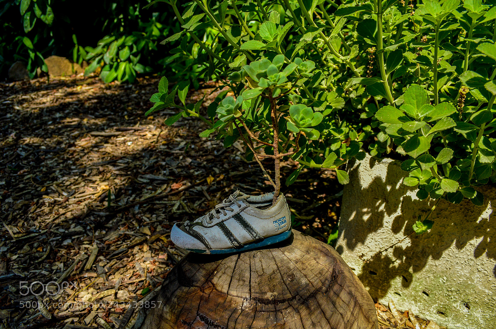 Nikon D3200 sample photo. Forgotten shoe photography