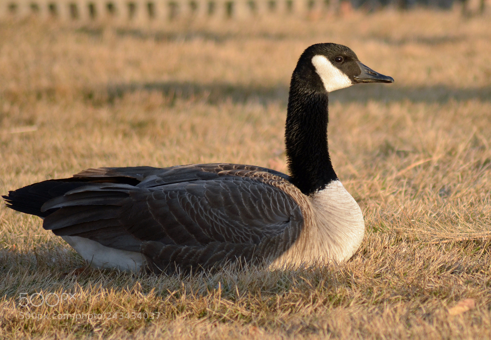 Nikon D5100 sample photo. Canada goose resting photography