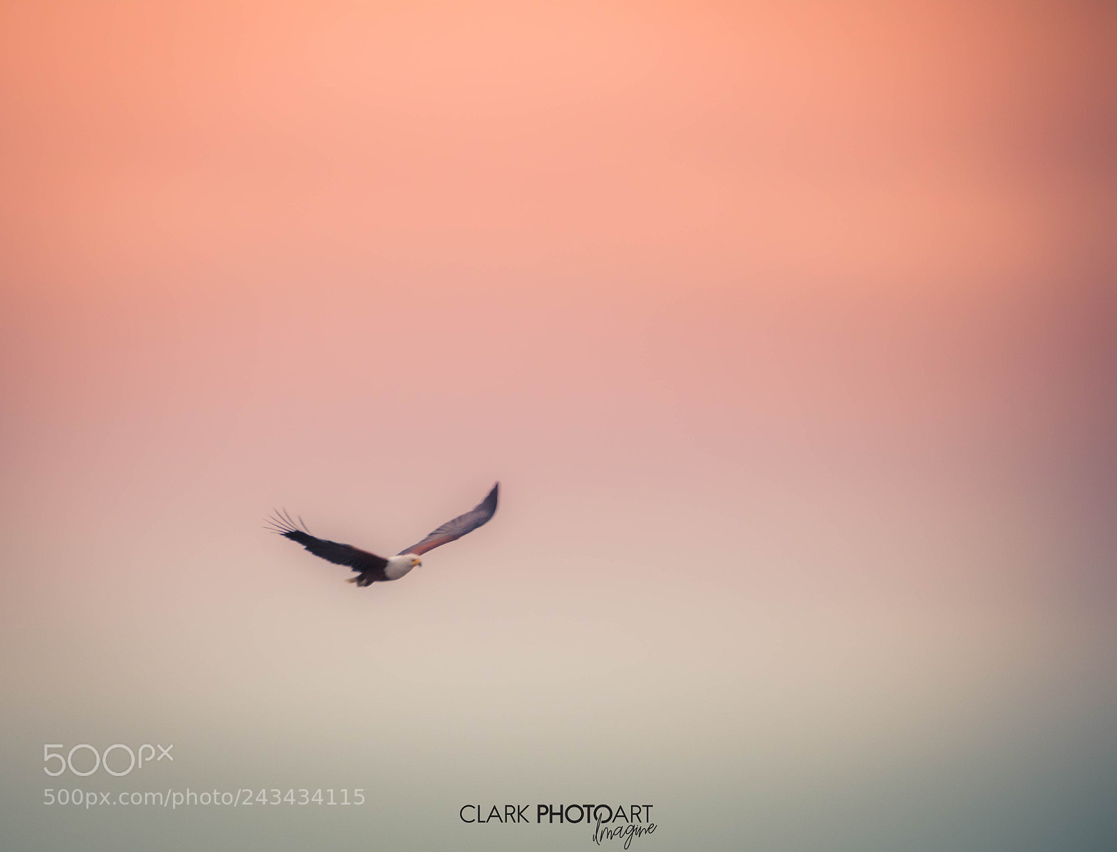 Canon EOS 7D Mark II sample photo. Fish eagle photography
