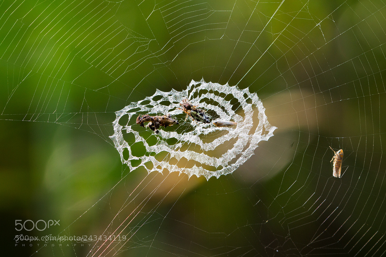 Canon EOS 1100D (EOS Rebel T3 / EOS Kiss X50) sample photo. Signature of a spider photography