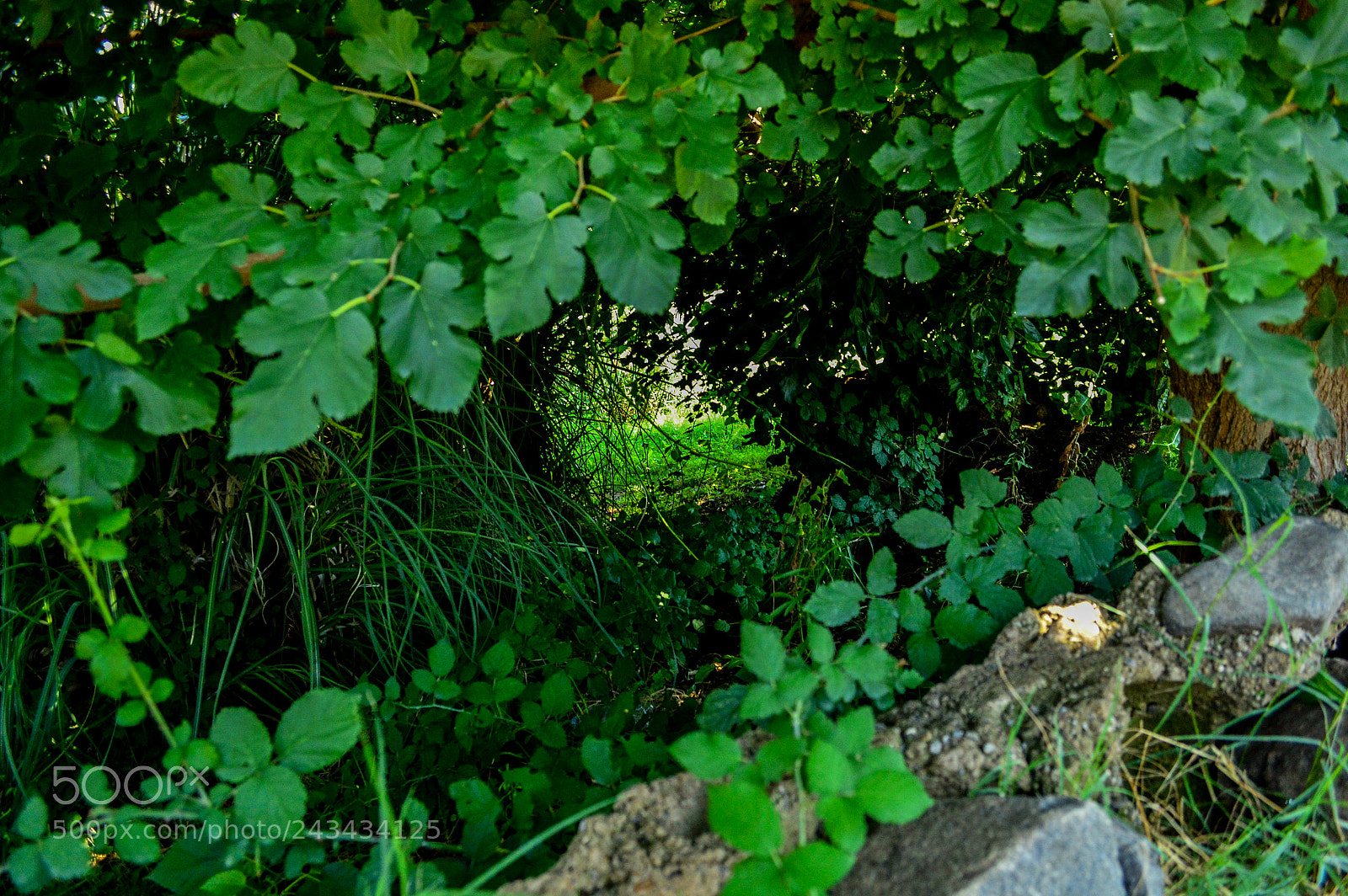Nikon D3200 sample photo. Green hole photography