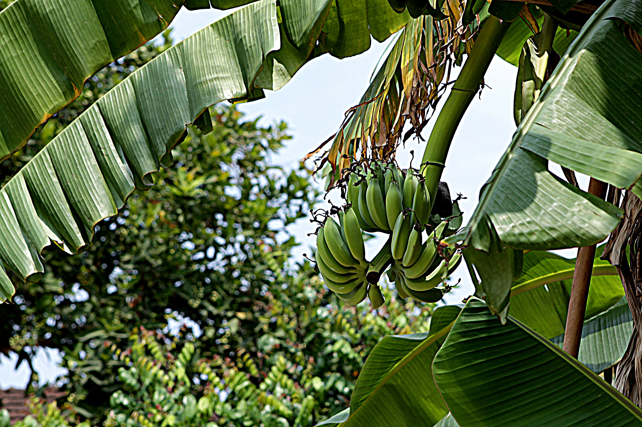 Canon EOS 50D + Canon EF 24-70mm F2.8L USM sample photo. Banana plant photography