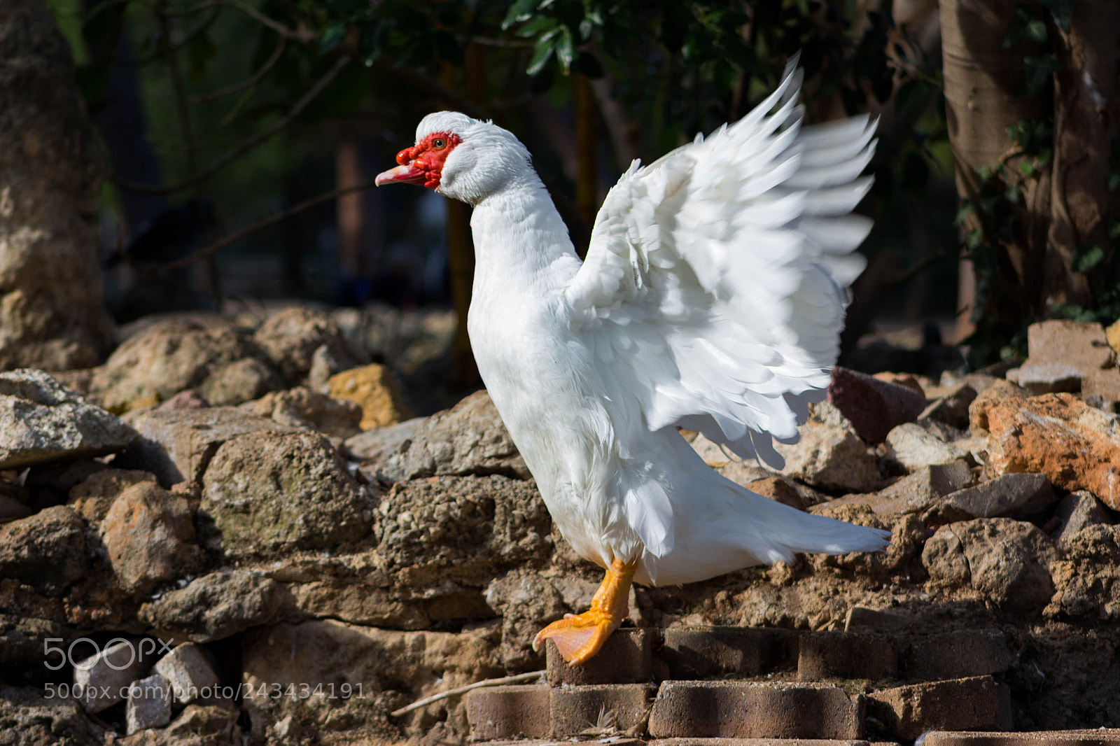 Canon EOS 100D (EOS Rebel SL1 / EOS Kiss X7) sample photo. Guess the animal photography