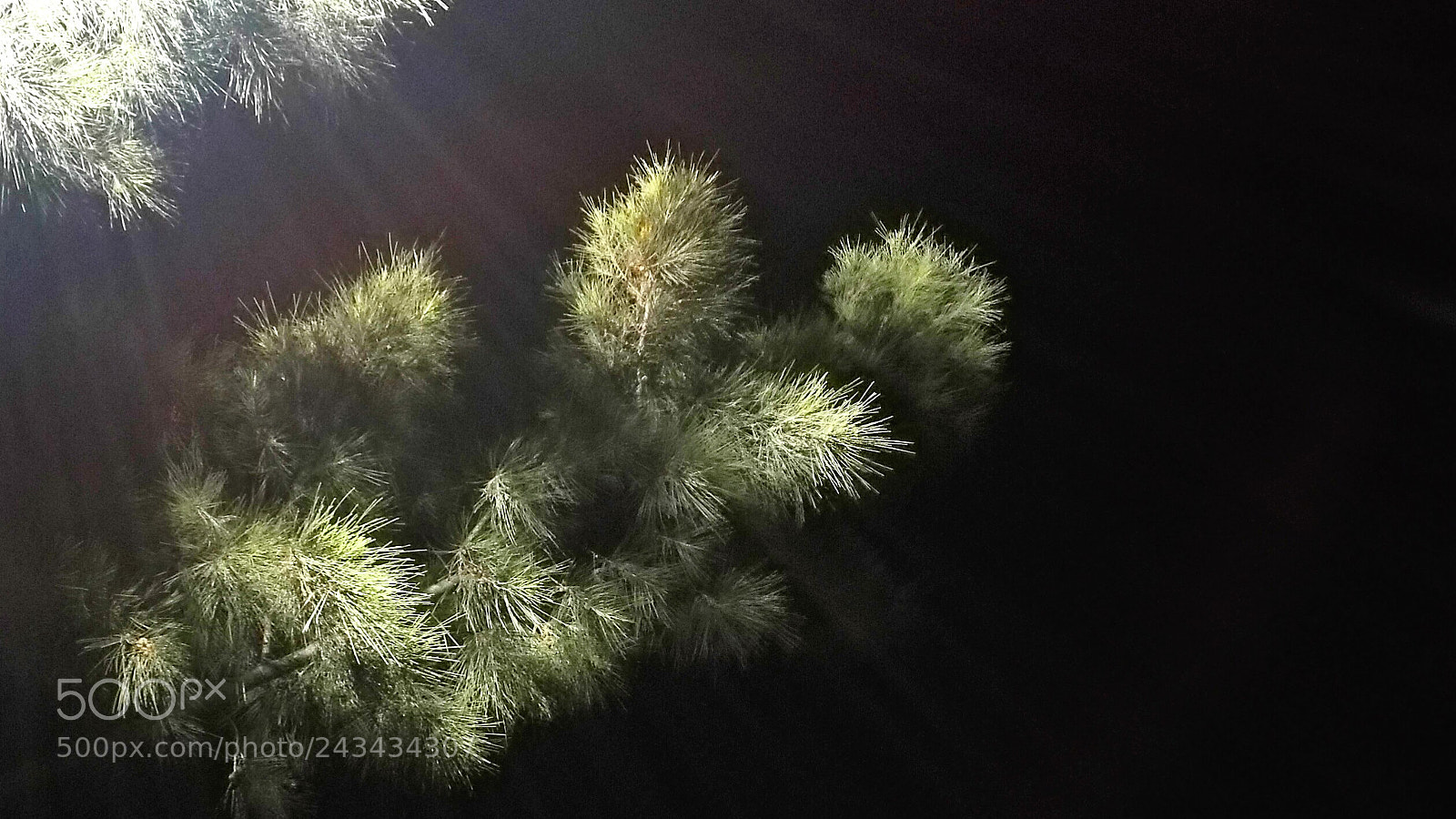HUAWEI P9 sample photo. Fleeing from light photography