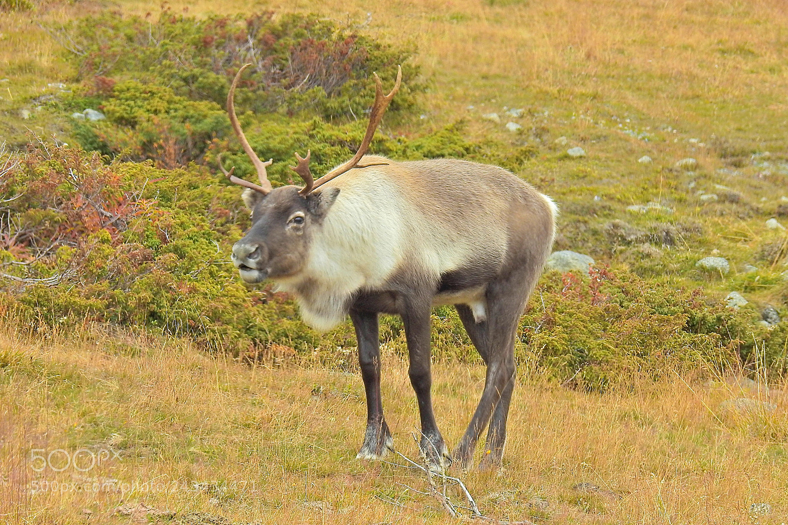 Nikon Coolpix P900 sample photo. Reindeer photography