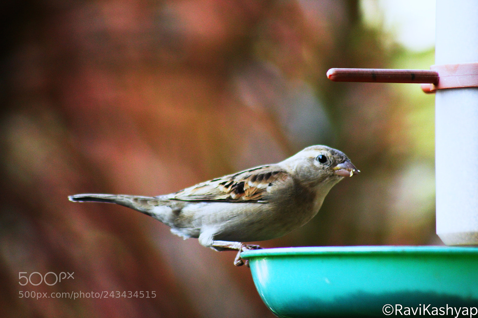 Canon EOS 1300D (EOS Rebel T6 / EOS Kiss X80) sample photo. Little bird!! photography