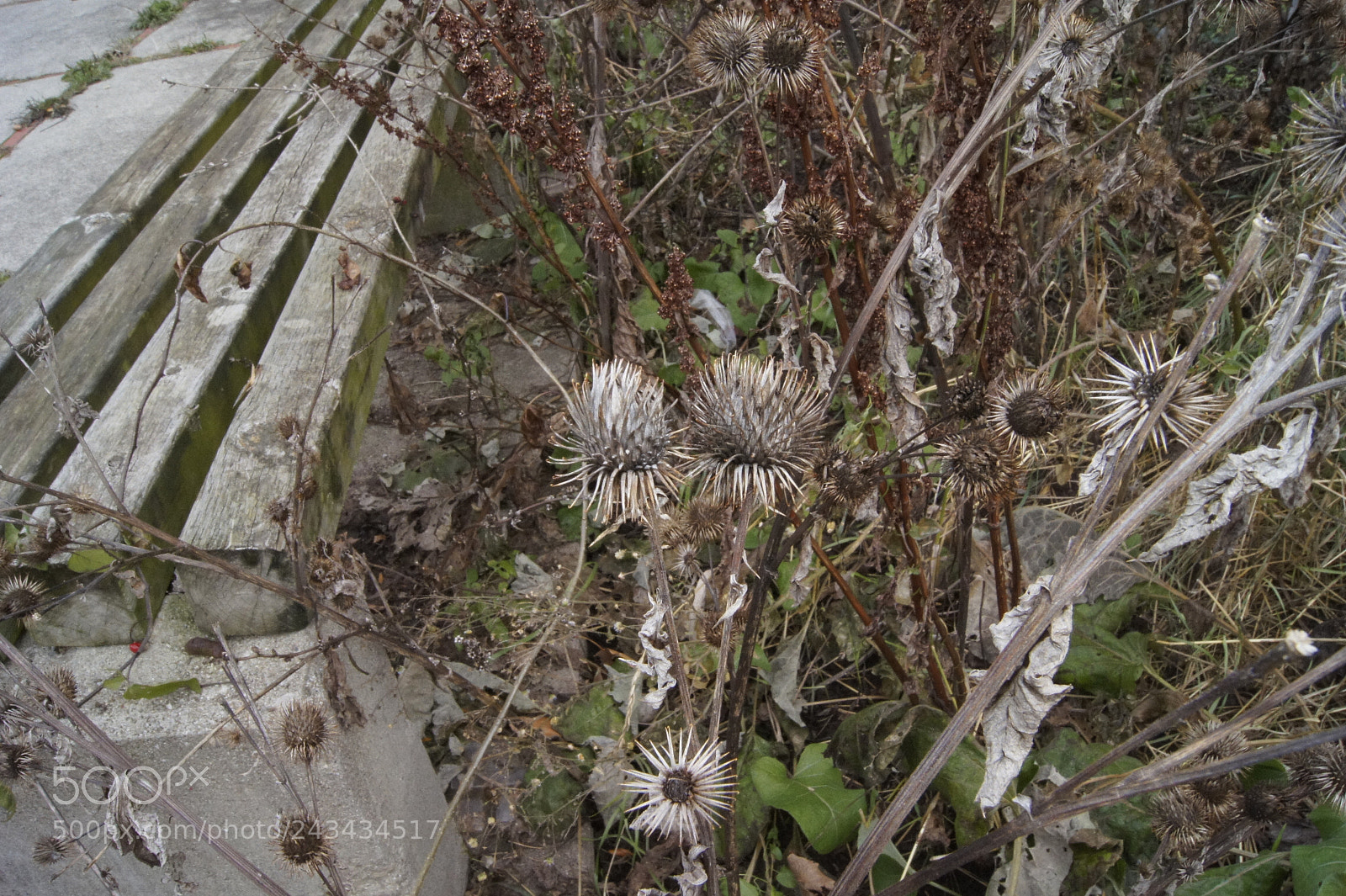 Sony SLT-A33 sample photo. Burrs photography