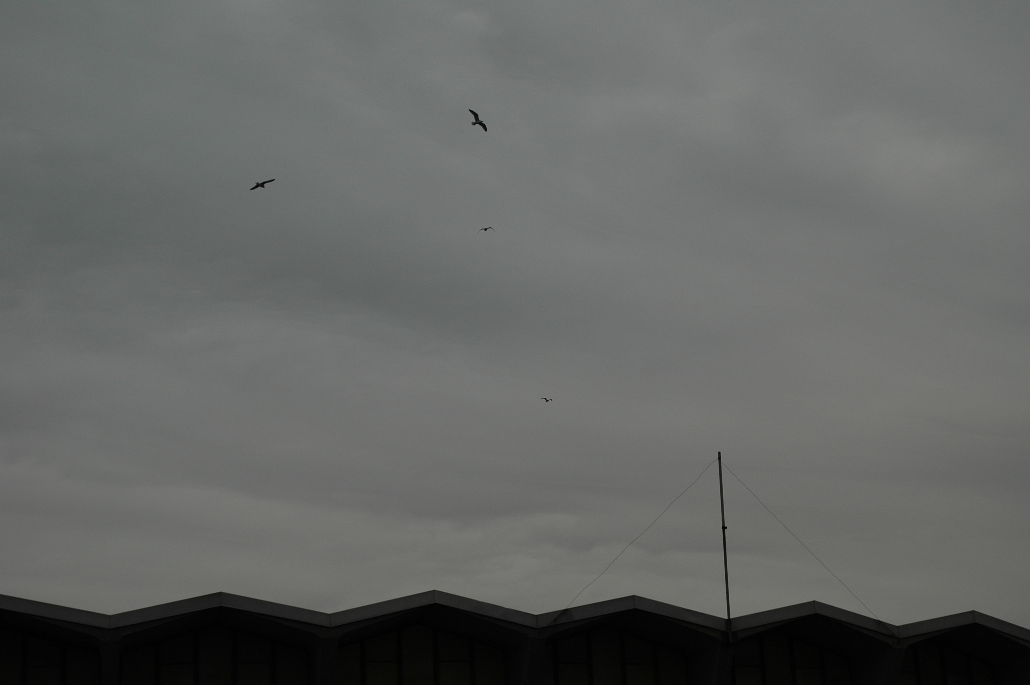 Nikon D70 sample photo. Grey gliders photography