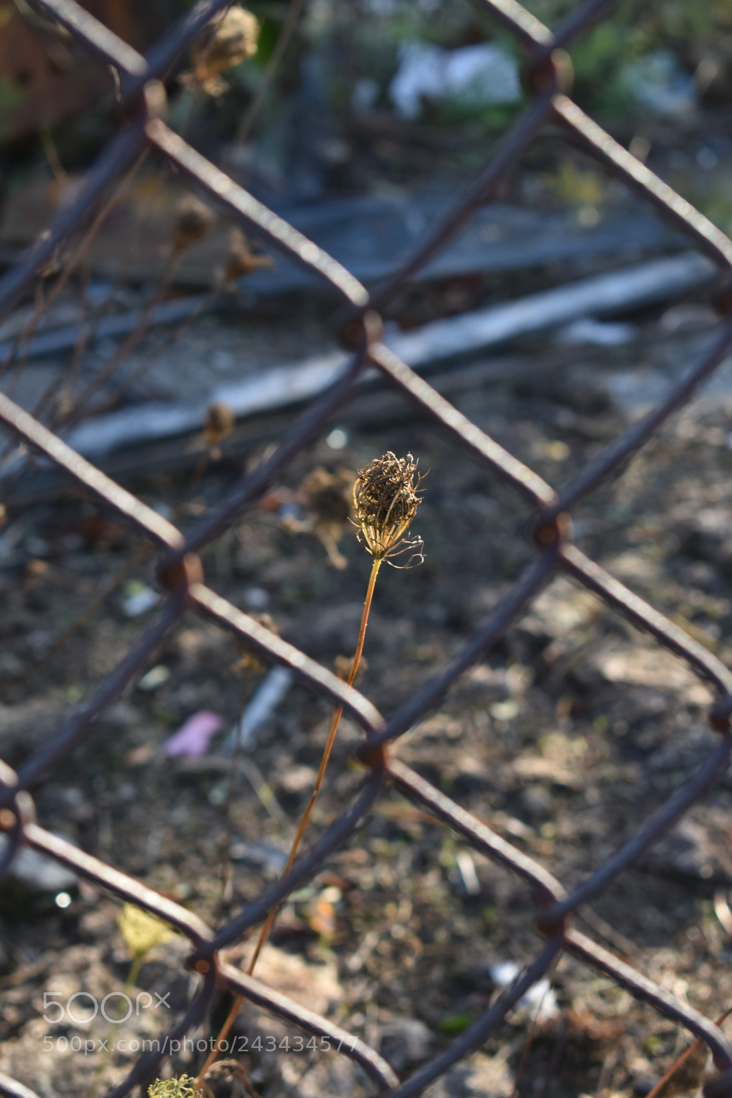 Nikon D3400 sample photo. Dead life photography