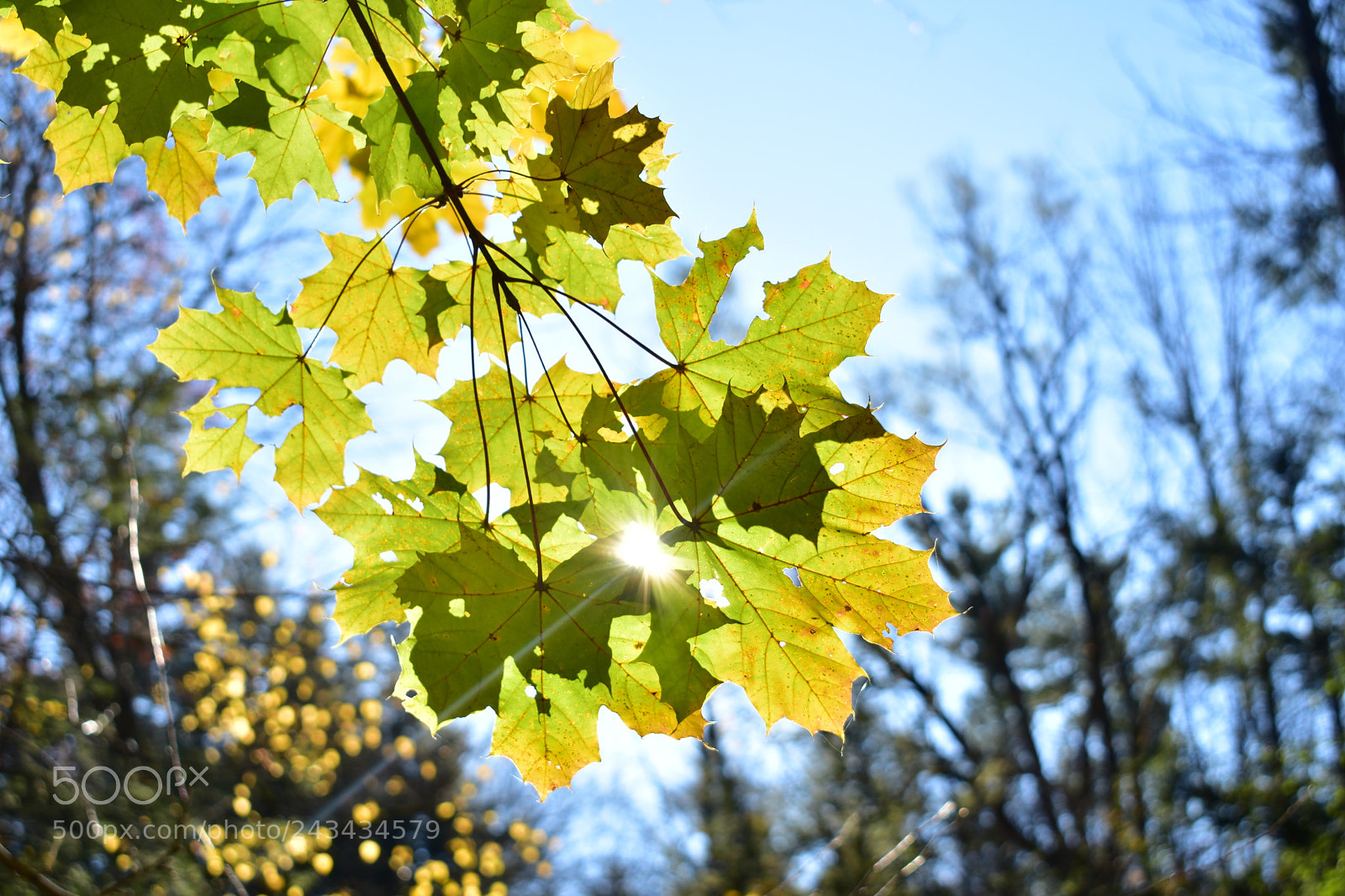 Nikon D3400 sample photo. Canada shines photography