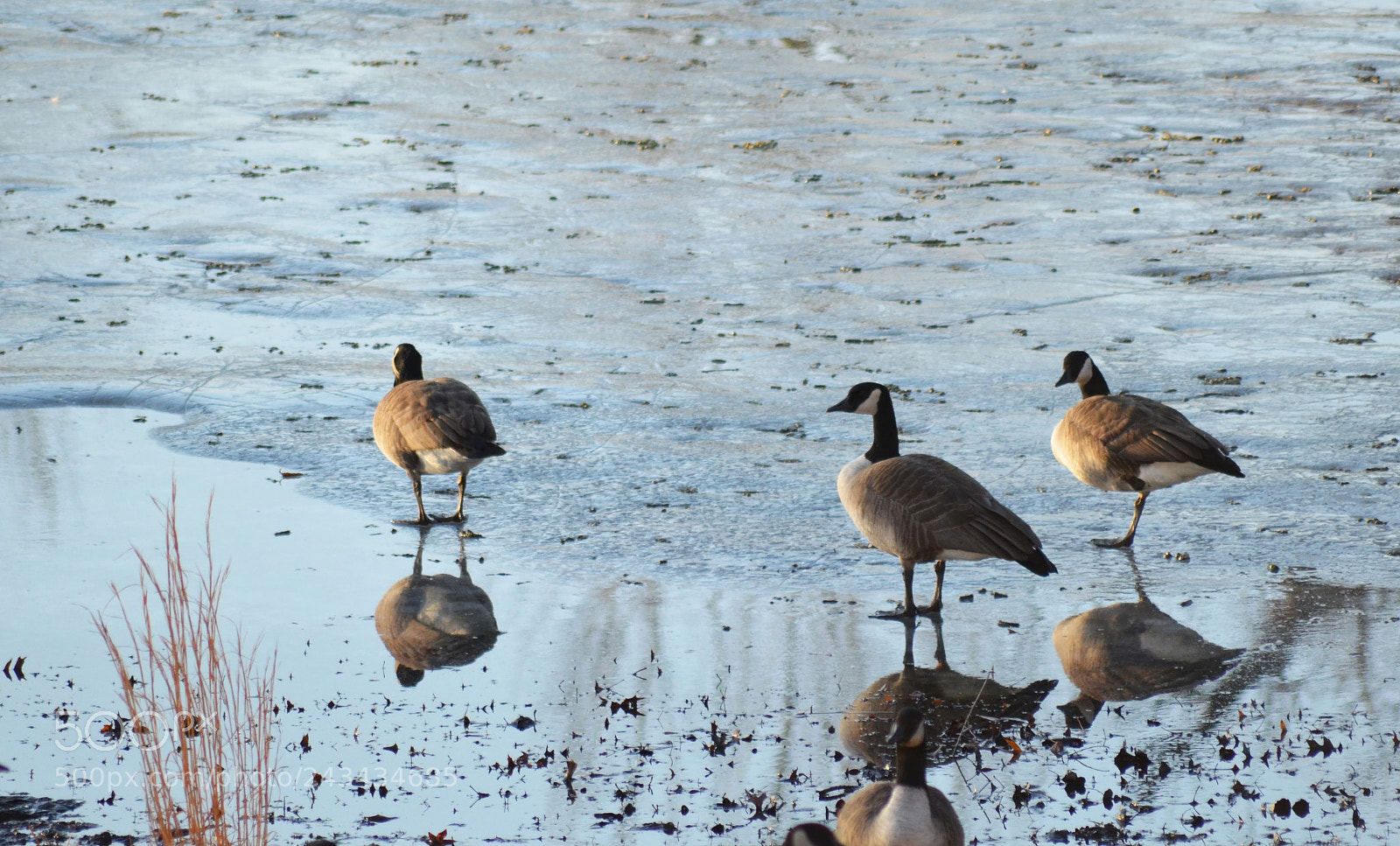 Nikon D5100 sample photo. Canadian geese on icy photography