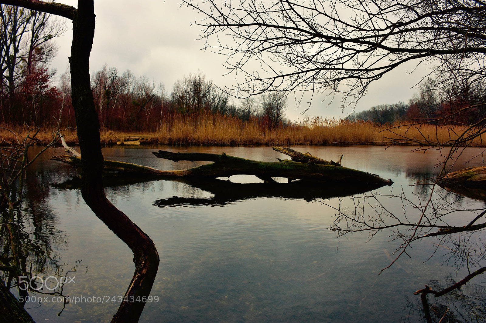Nikon D7200 sample photo. Winter photography