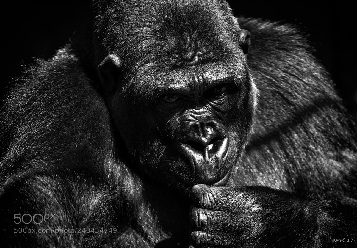 Nikon D600 sample photo. Gorilla photography