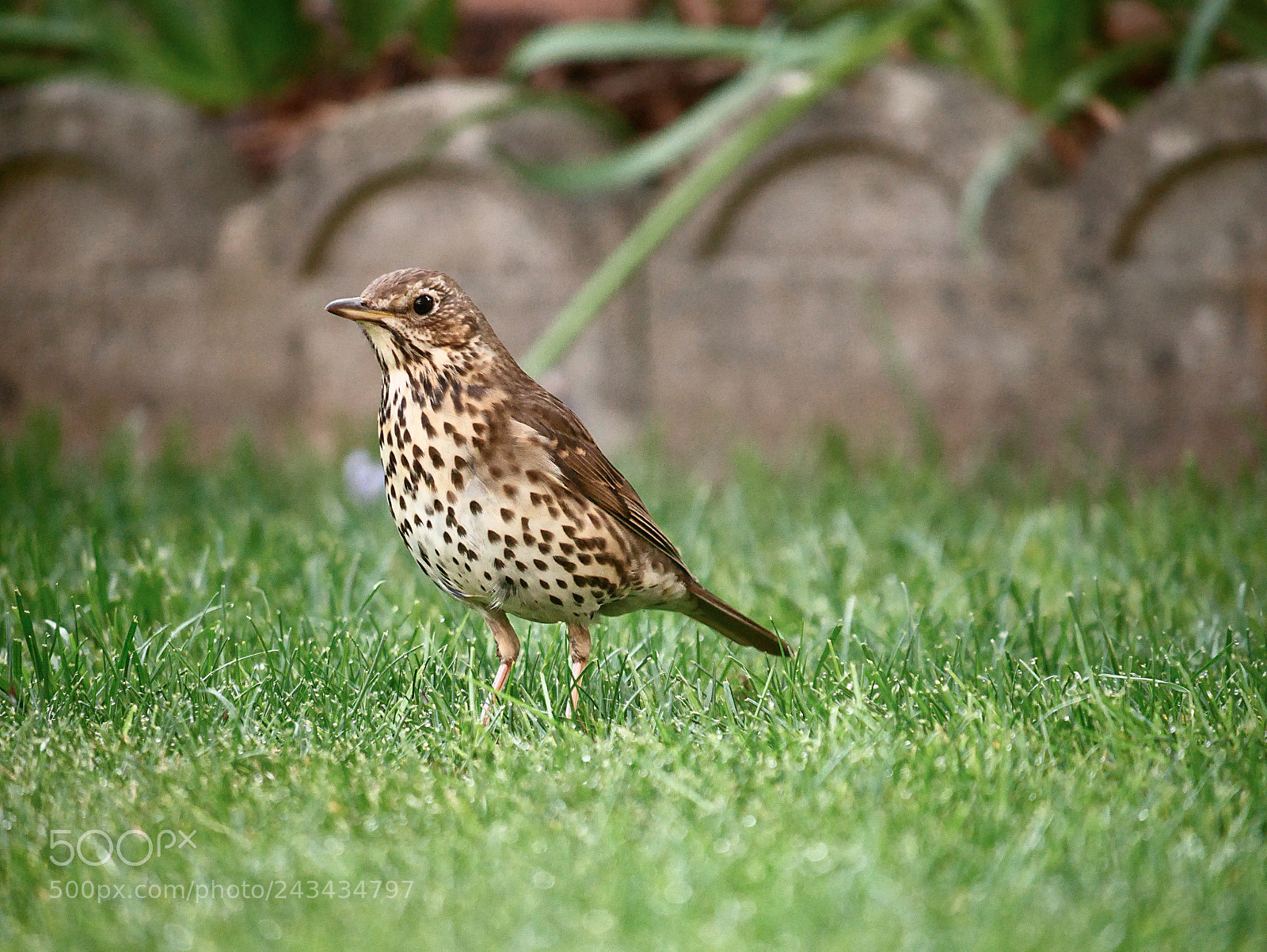 Panasonic Lumix DMC-GF7 sample photo. Grive musicienne photography