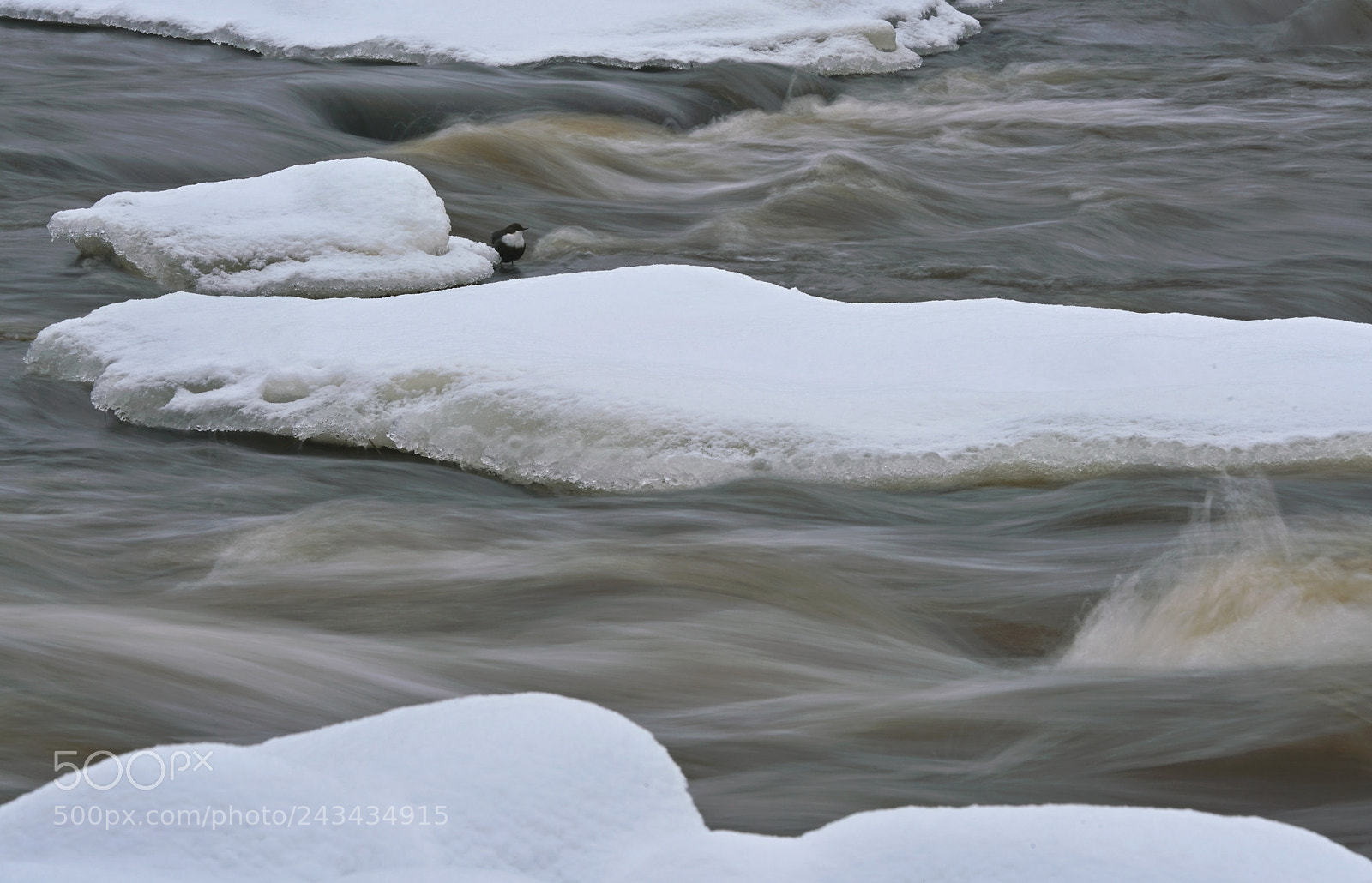Sony a7R II sample photo. White-throated dipper, long exposure photography