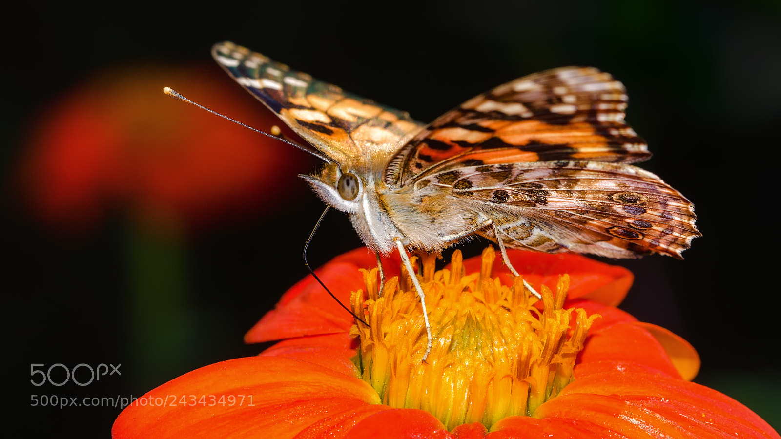 Nikon D5100 sample photo. Feeding painted lady photography
