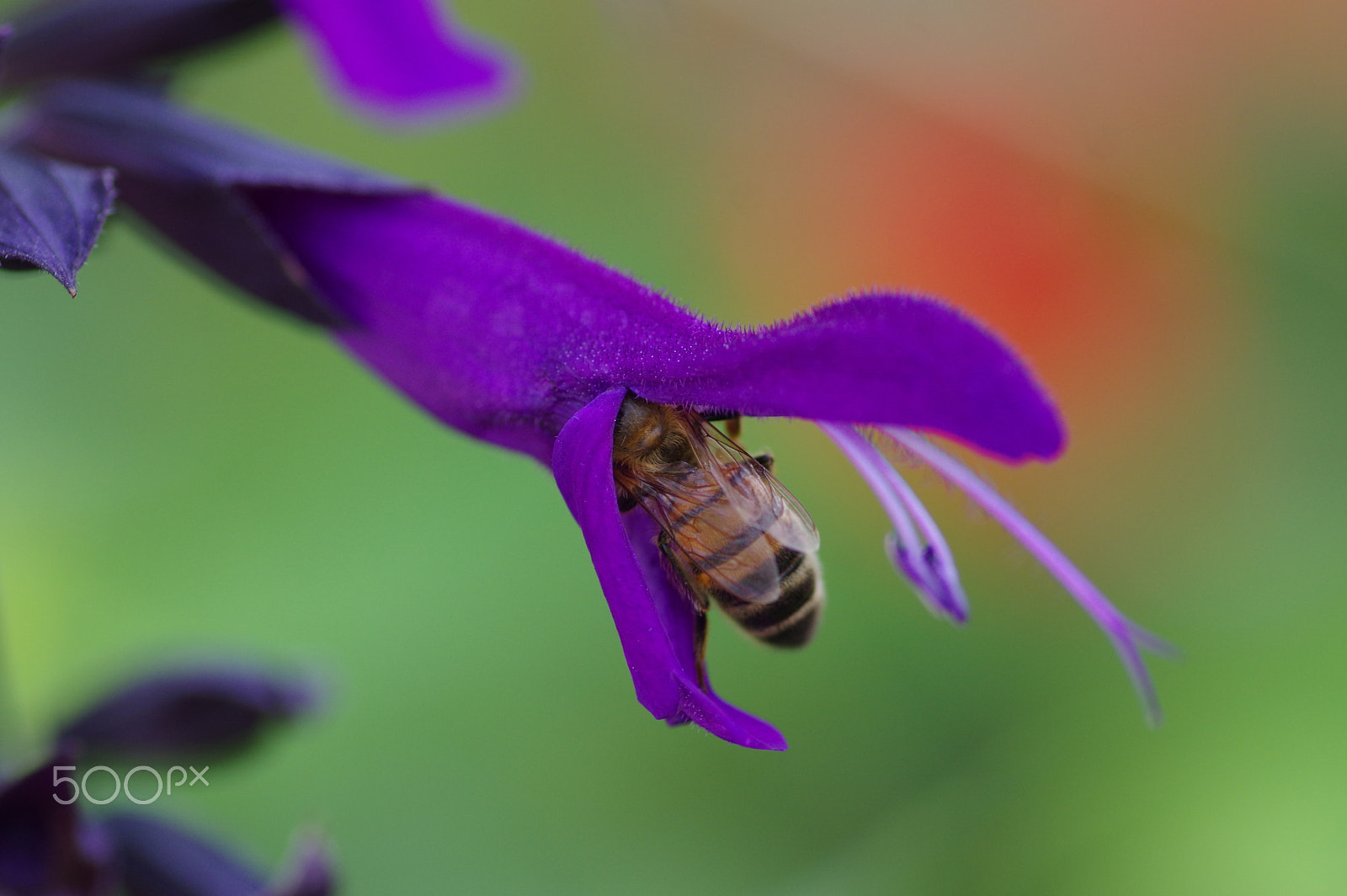 Pentax smc D-FA 100mm F2.8 Macro WR sample photo. Bee and salvia amistad photography