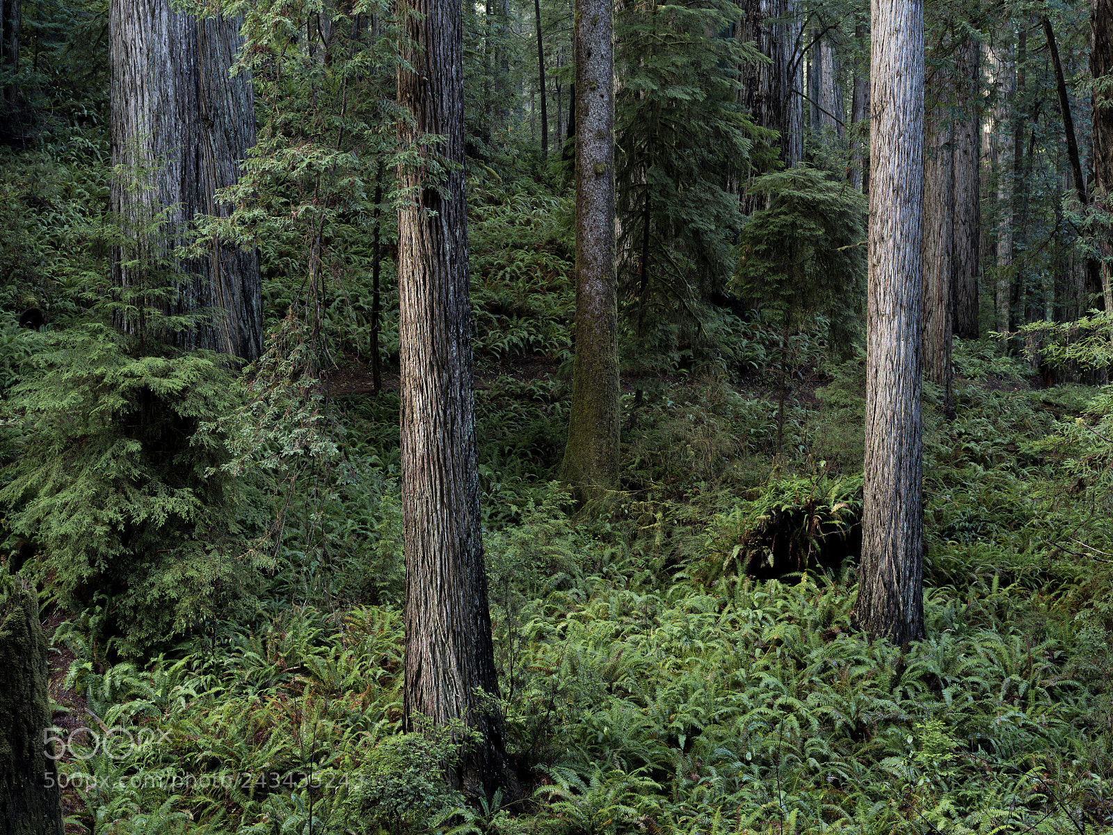 Pentax 645Z sample photo. Coast redwoods, james irvine photography