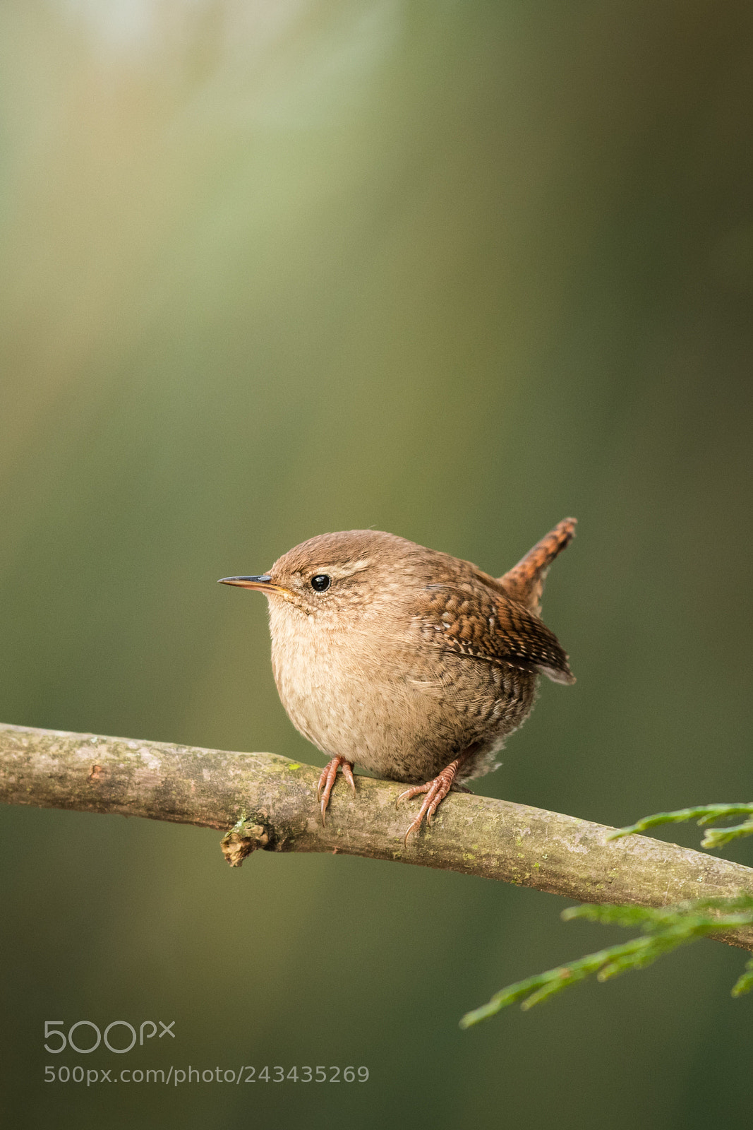 Nikon D500 sample photo. The eurasian wren photography