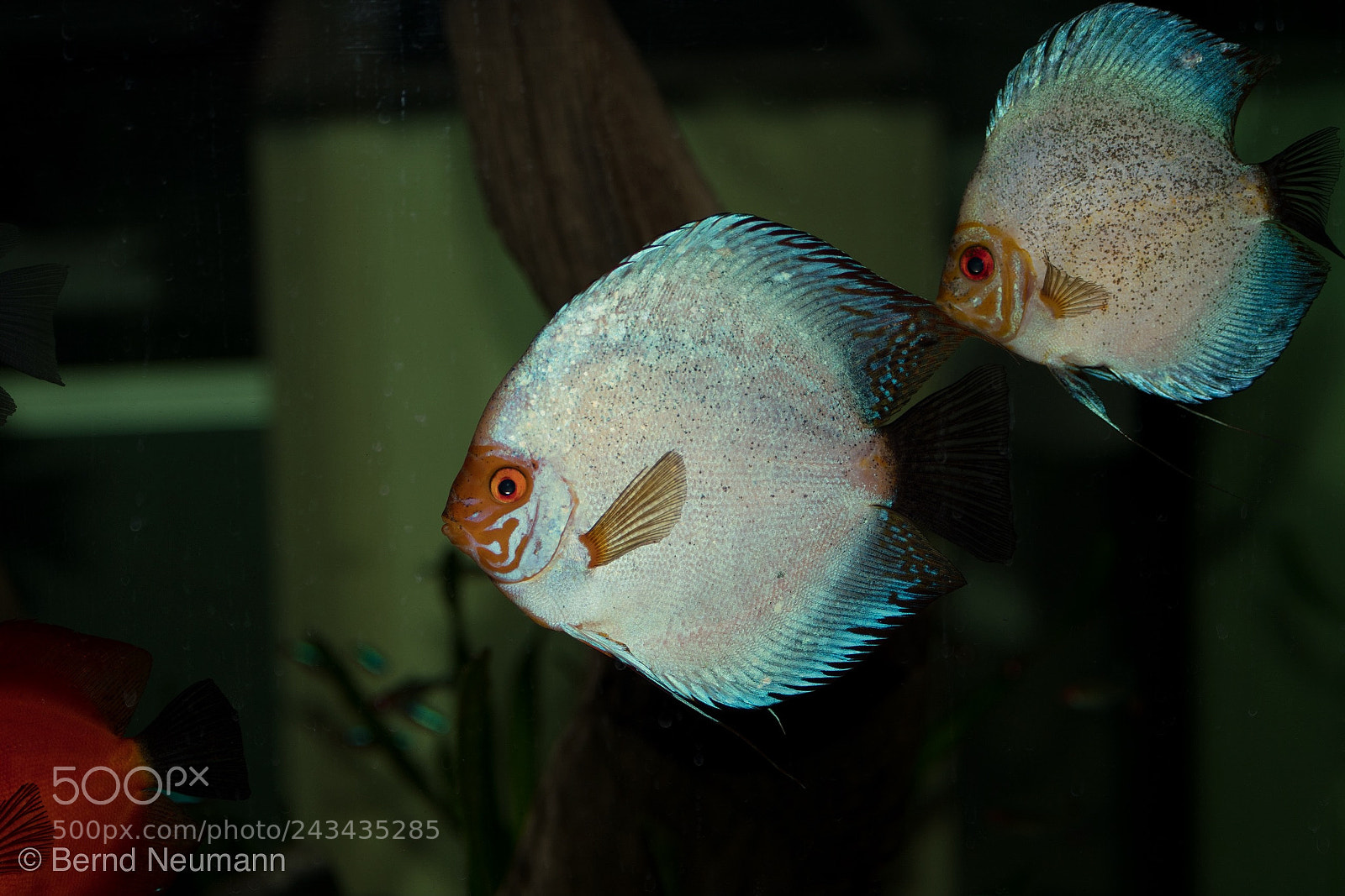 Nikon D7500 sample photo. Discus fish photography