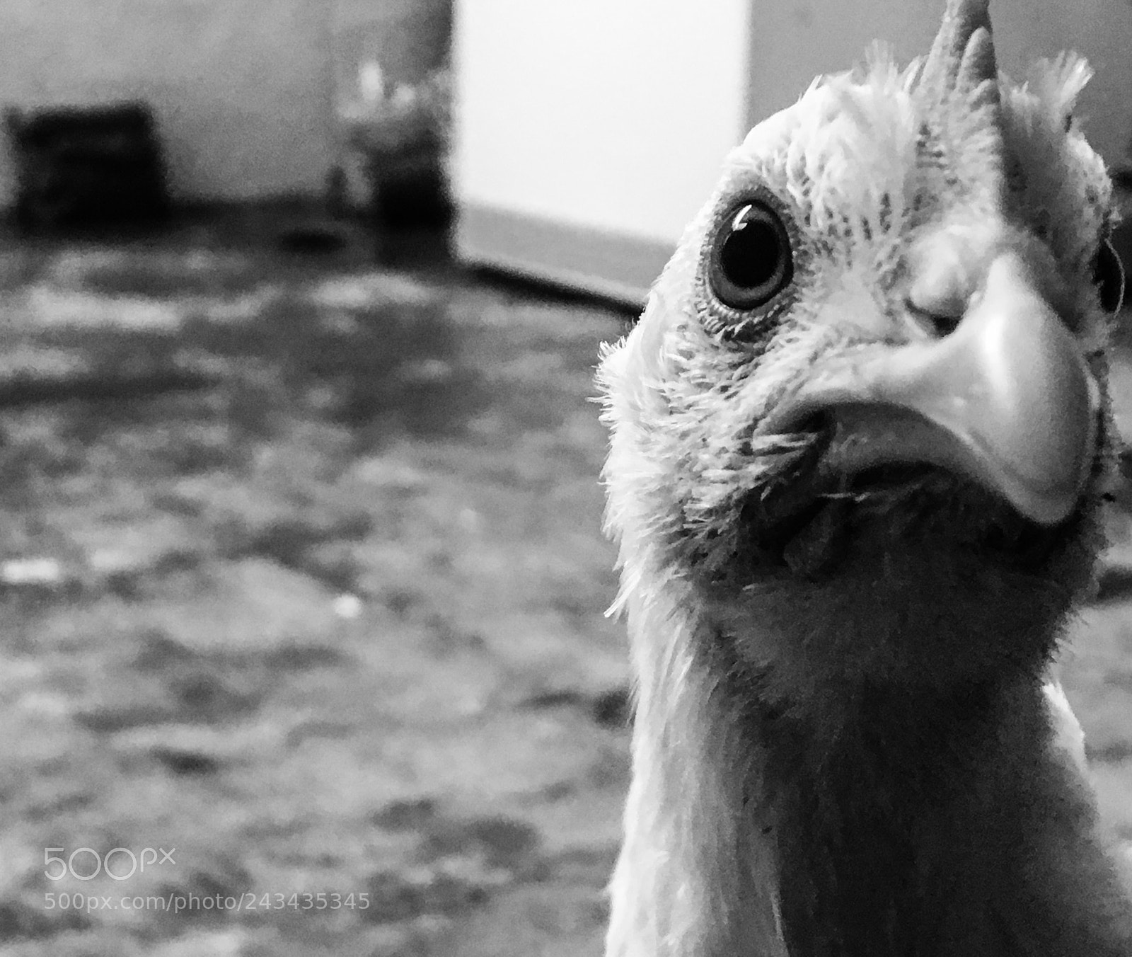 Apple iPhone 6s sample photo. El pollo de feria photography