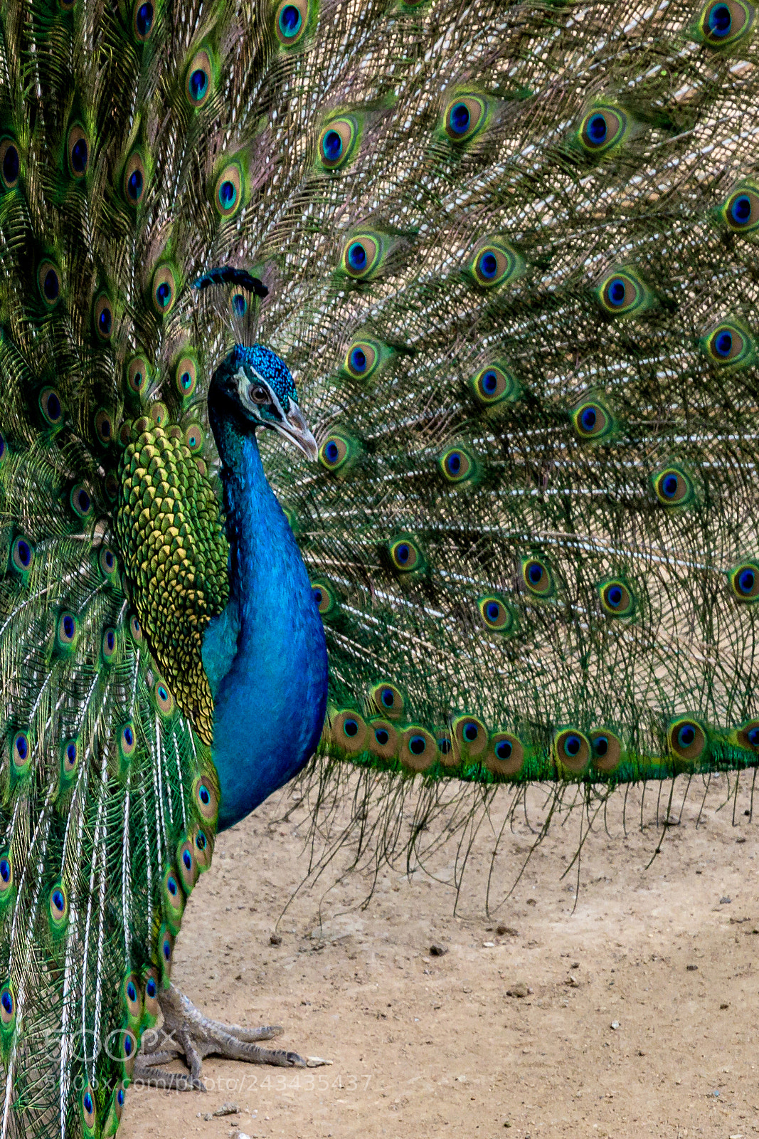 Nikon D500 sample photo. Peacock photography