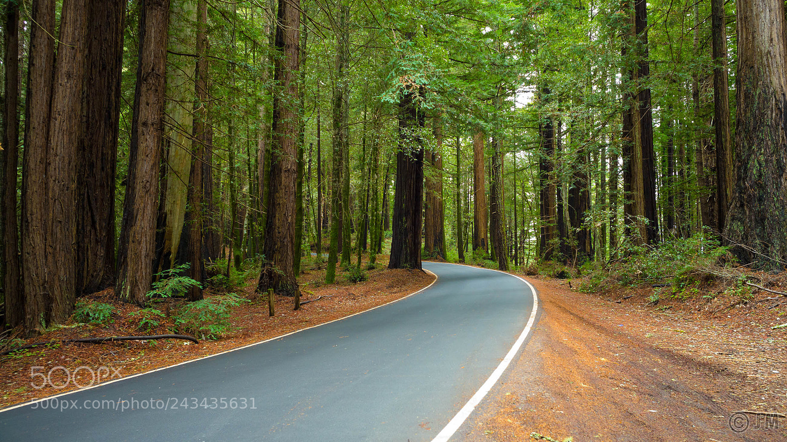 Leica M (Typ 240) sample photo. Driving through woods photography