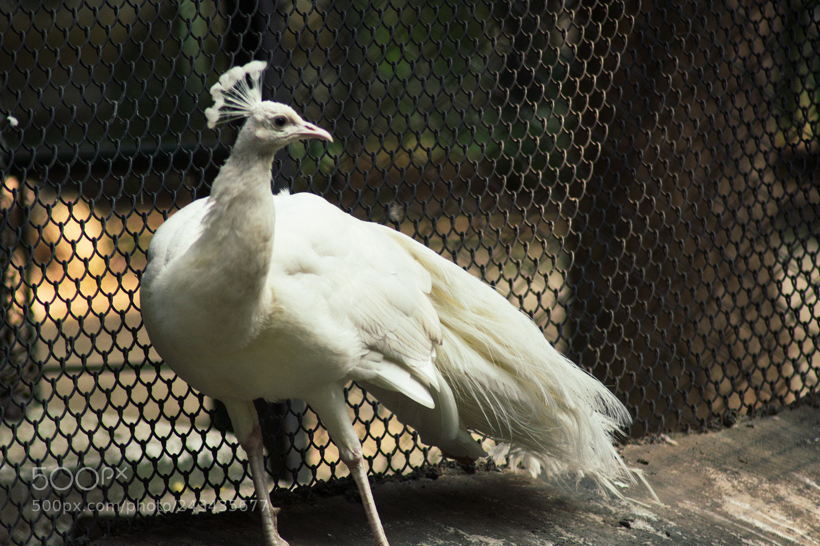 Nikon D3400 sample photo. Peafowl photography