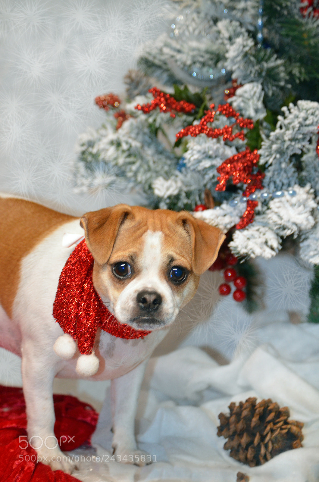 Nikon D5100 sample photo. Puppy ready for christmas photography