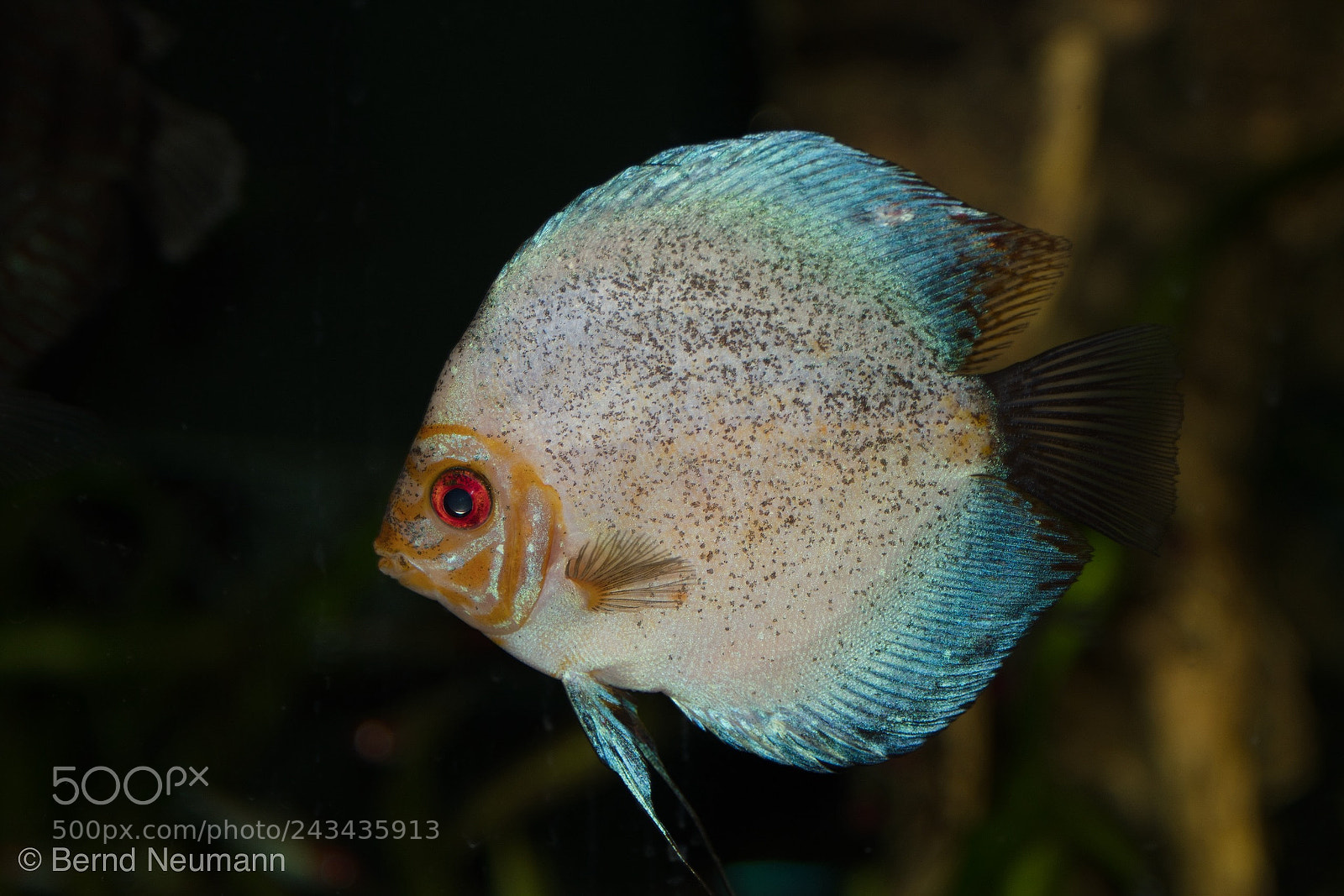 Nikon D7500 sample photo. Diskus fish photography