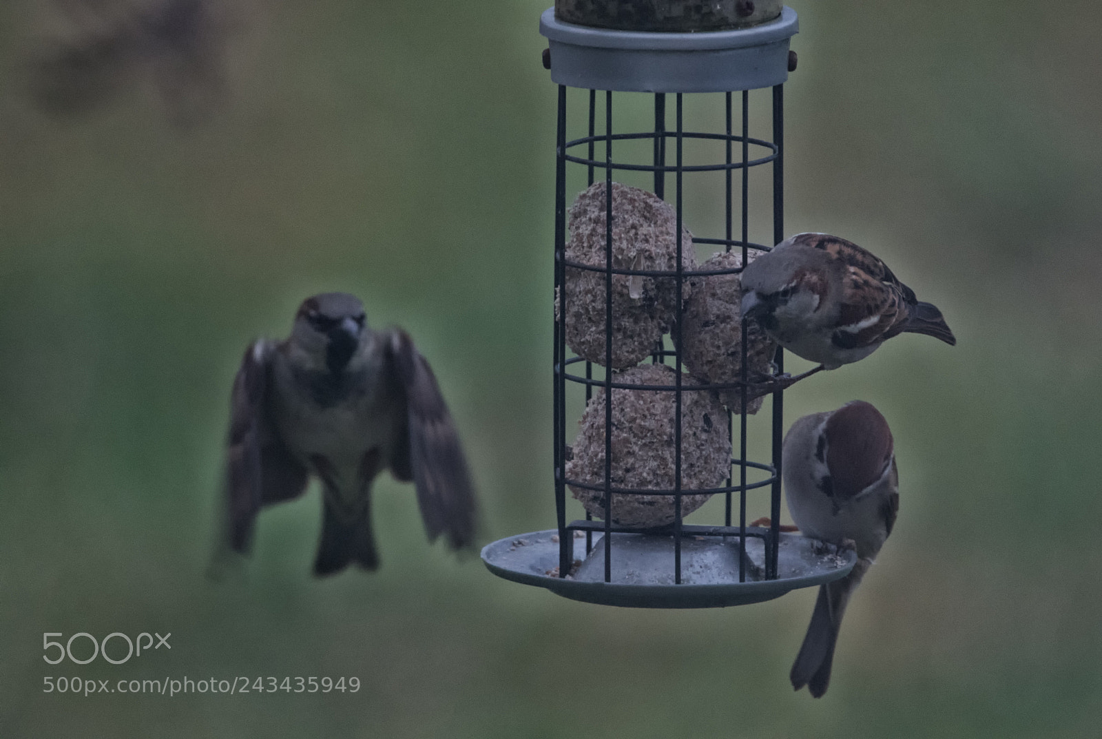 Nikon D7100 sample photo. Angry birds photography