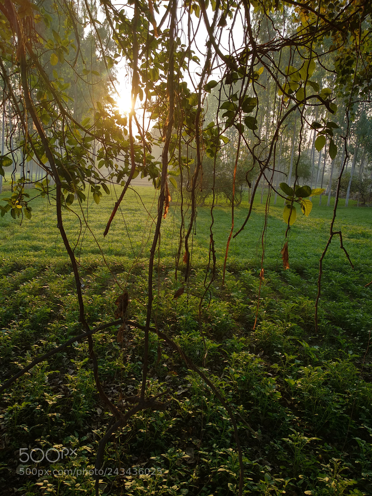 Xiaomi Mi A1 sample photo. Nature photography