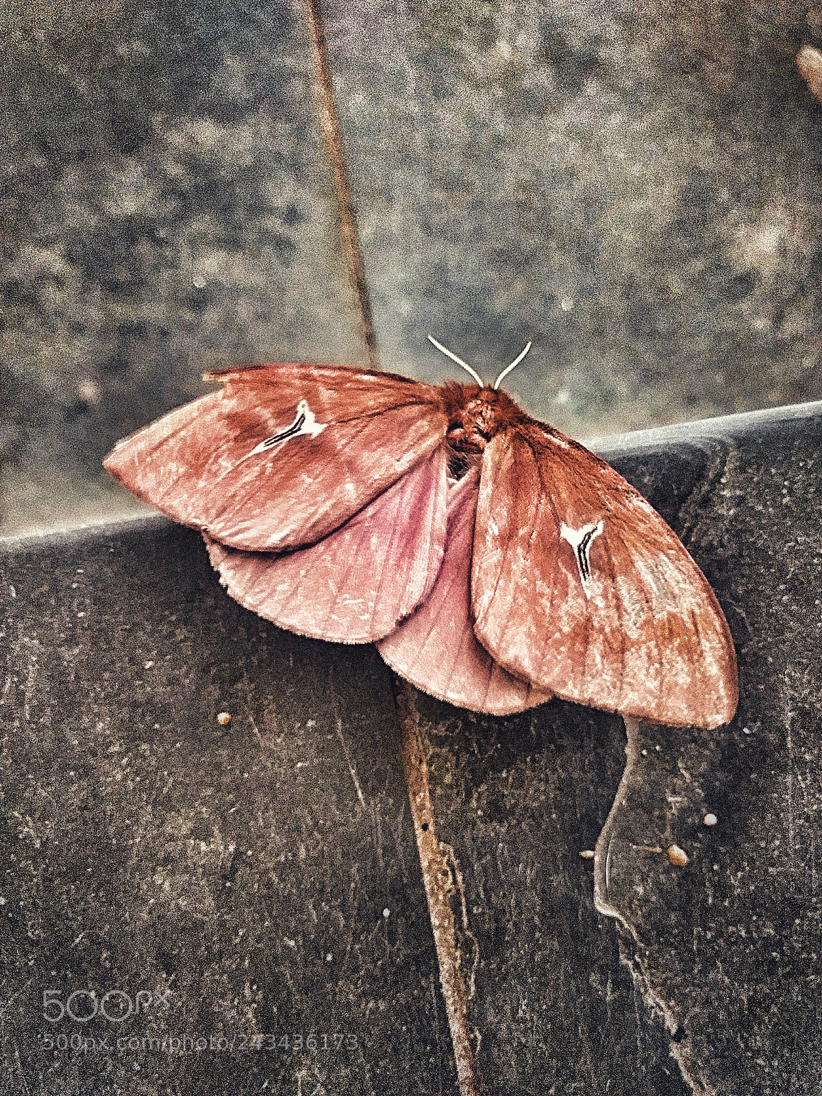 Motorola Moto G (4) sample photo. Untitled photography