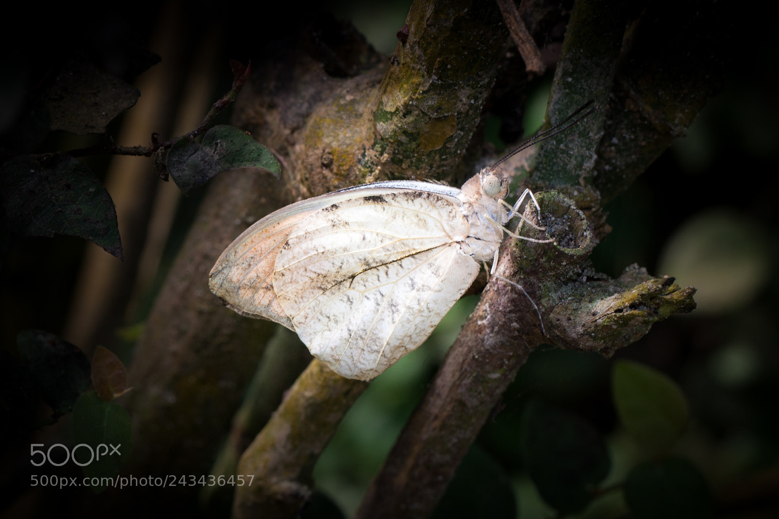 Canon EOS 40D sample photo. White butterfly photography