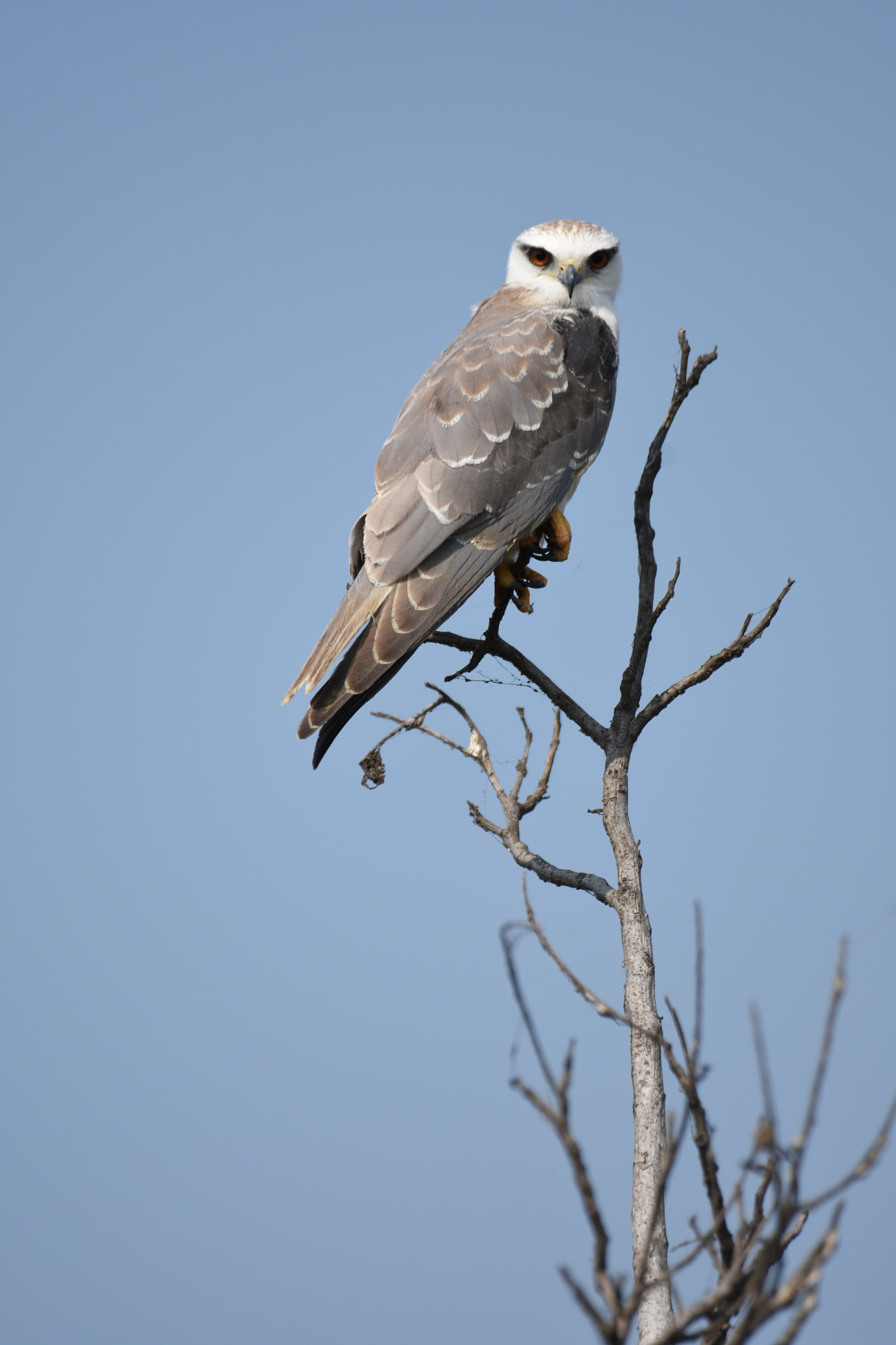 Nikon AF-S Nikkor 200-500mm F5.6E ED VR sample photo. Kite photography